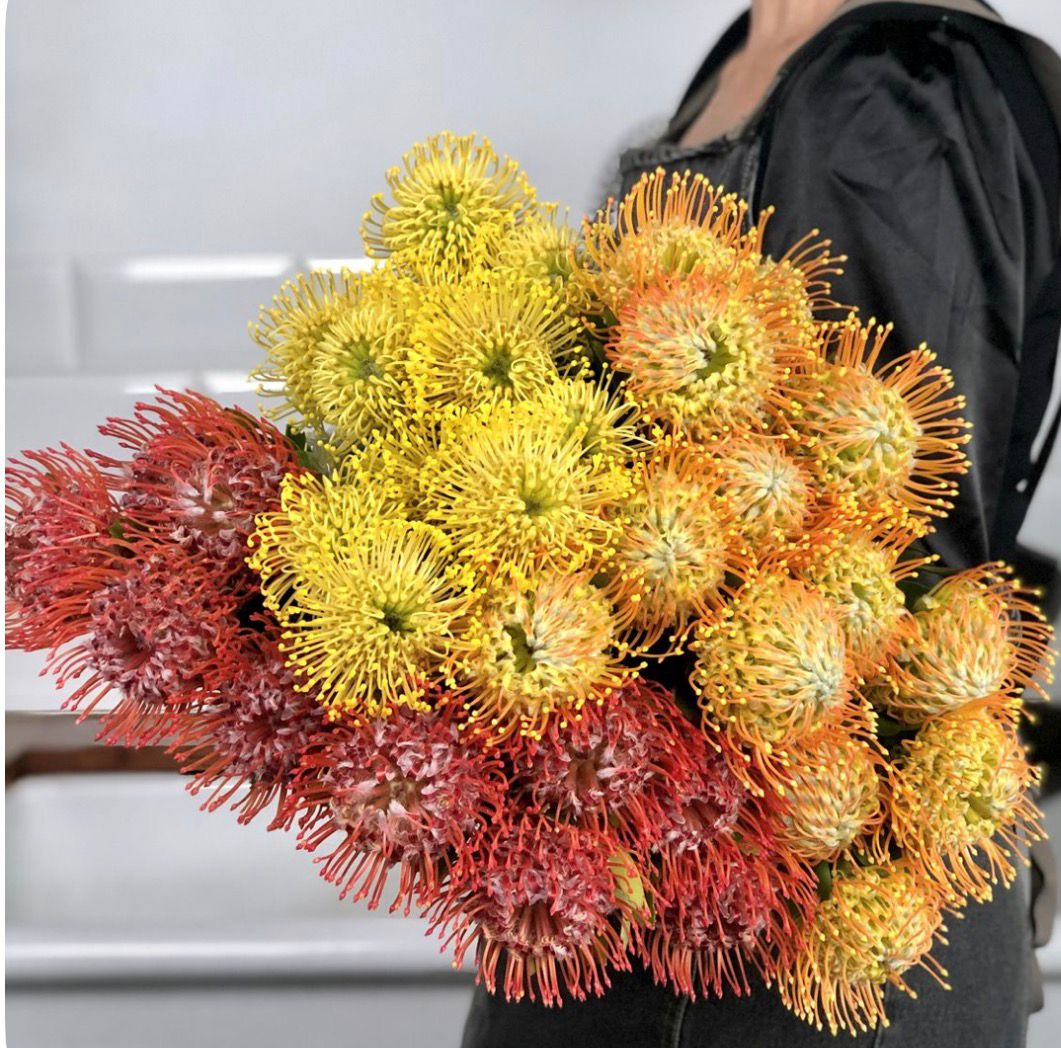 Florale Studie mit Leucospermum