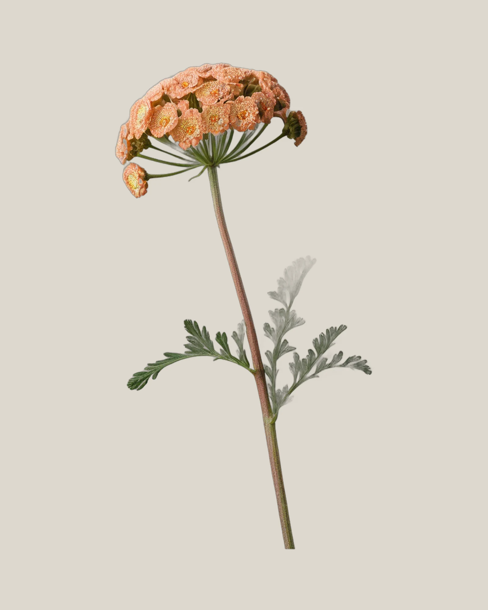 Achillea Apricot – , freigestellte botanische Studioaufnahme