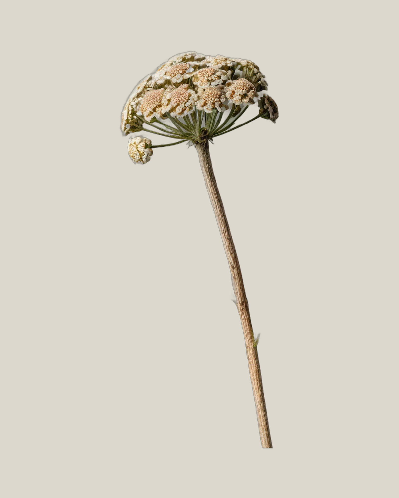 Schafgarbe getrocknet – Achillea filipendulina, freigestellte botanische Studioaufnahme