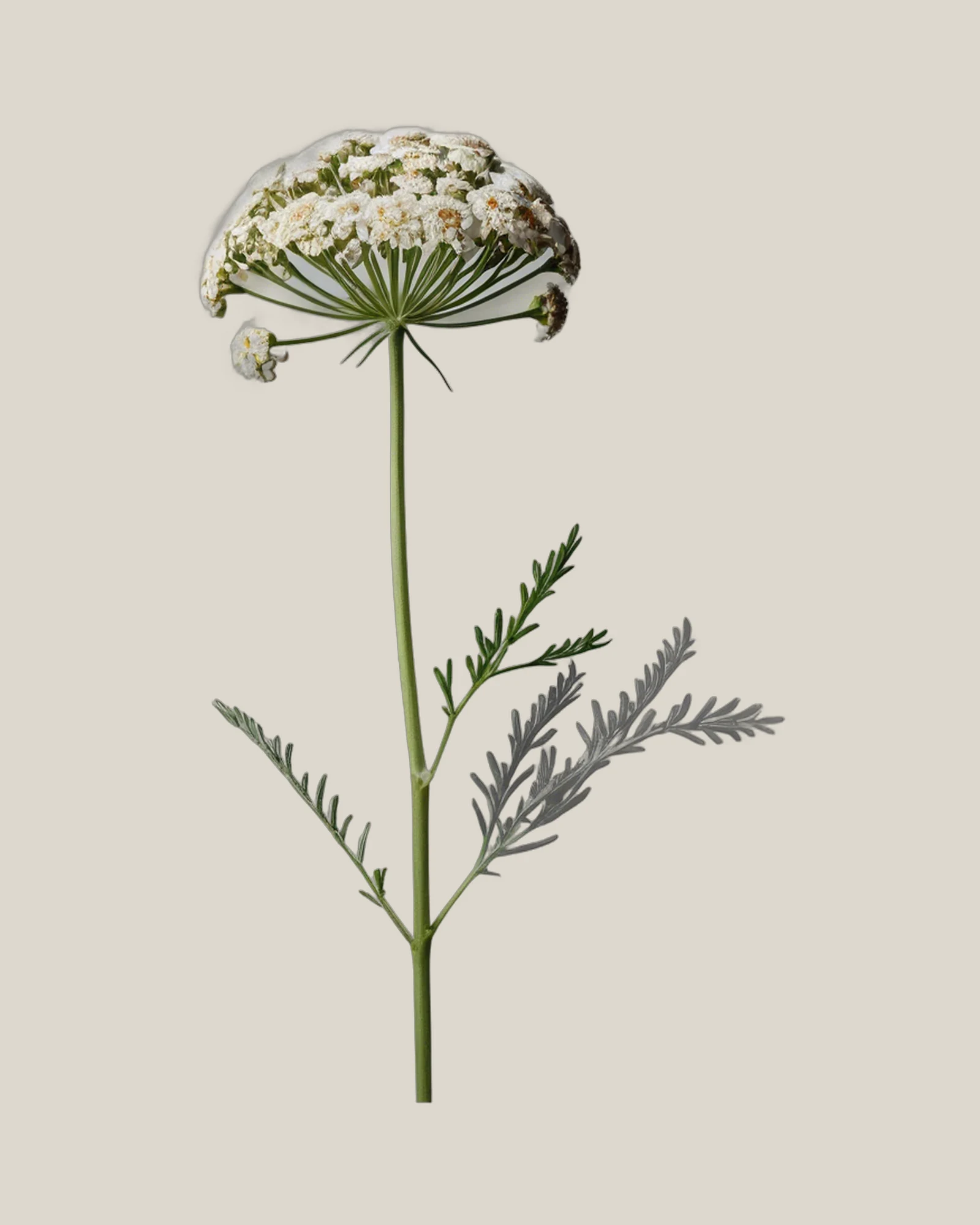 Achillea Weiß – , freigestellte botanische Studioaufnahme