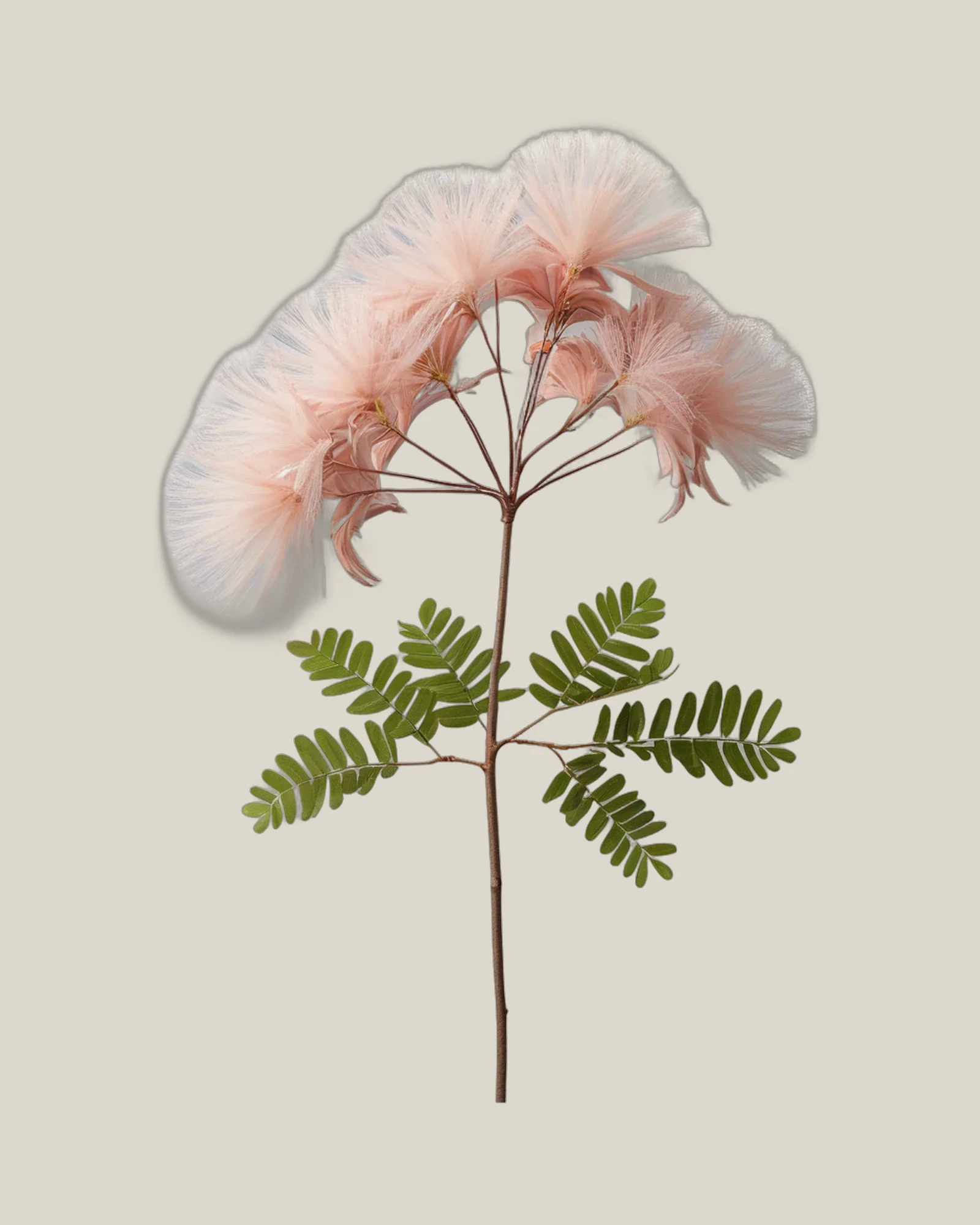 Seidenbaumblüte – Albizia julibrissin, freigestellte botanische Studioaufnahme