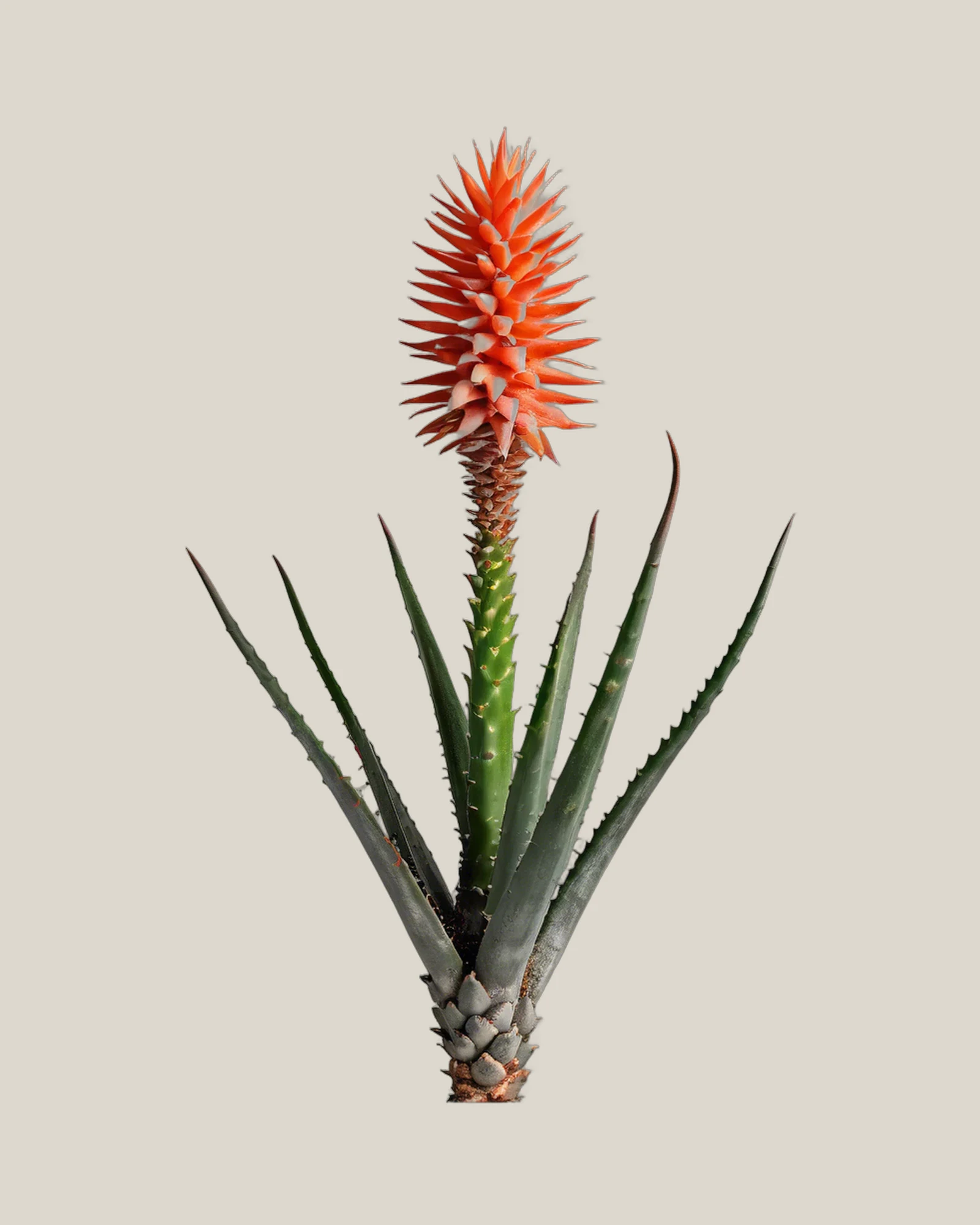 Aloeblüte – Aloe arborescens, freigestellte botanische Studioaufnahme