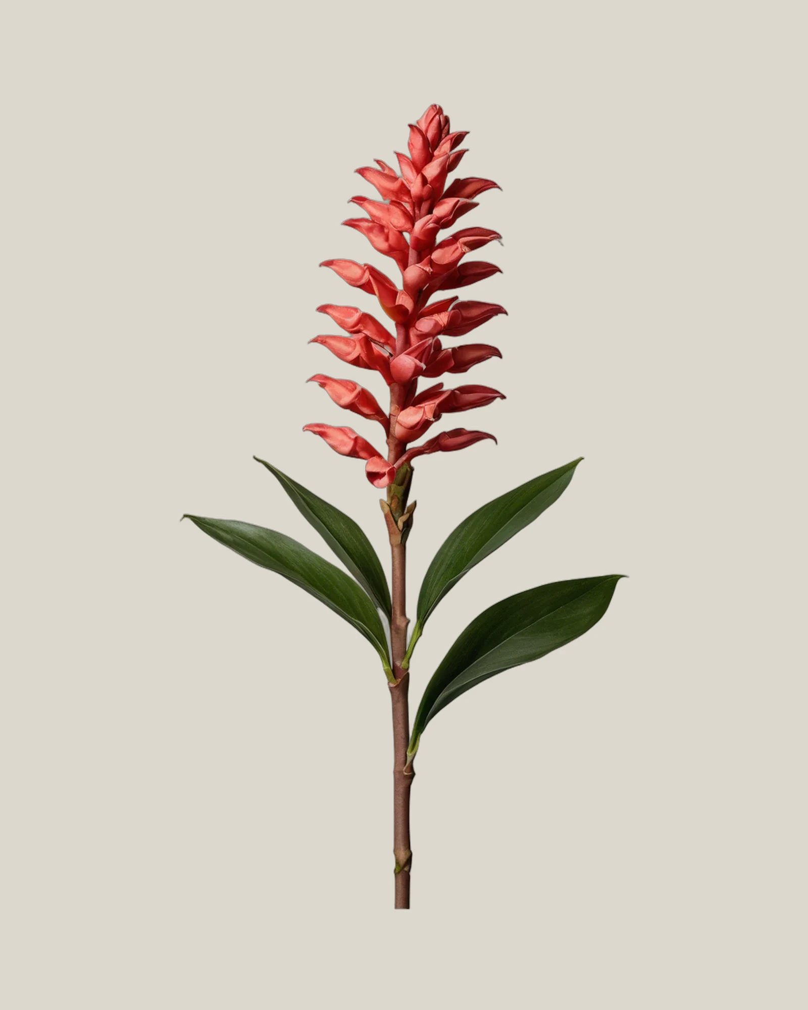 Roter Ingwer Pink Ginger – Alpinia purpurata, freigestellte botanische Studioaufnahme
