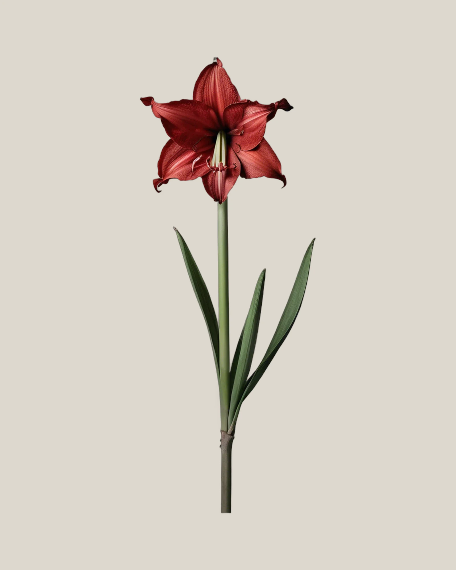 Amaryllis Rot – Hippeastrum, freigestellte botanische Studioaufnahme