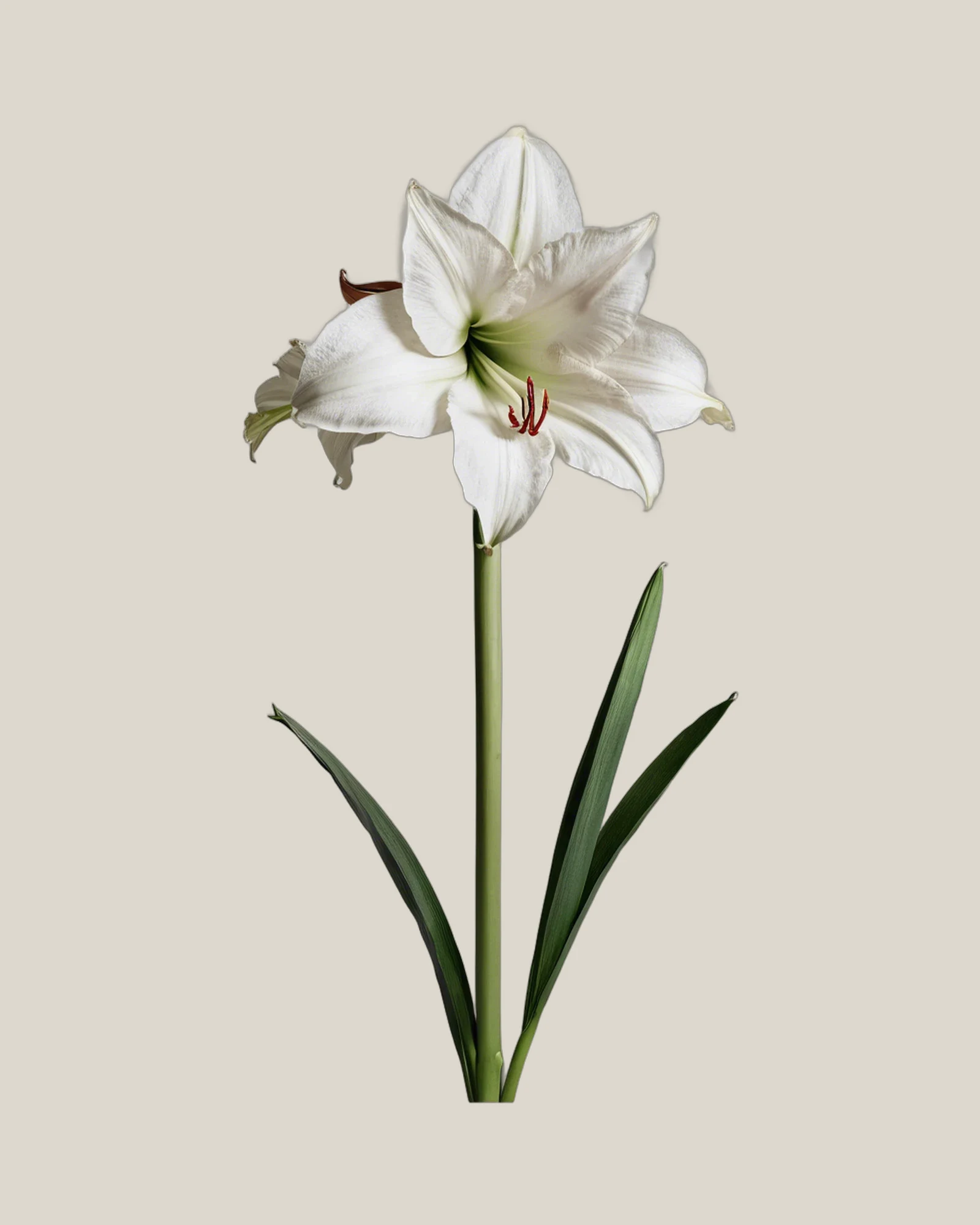 Amaryllis Weiß – Hippeastrum, freigestellte botanische Studioaufnahme