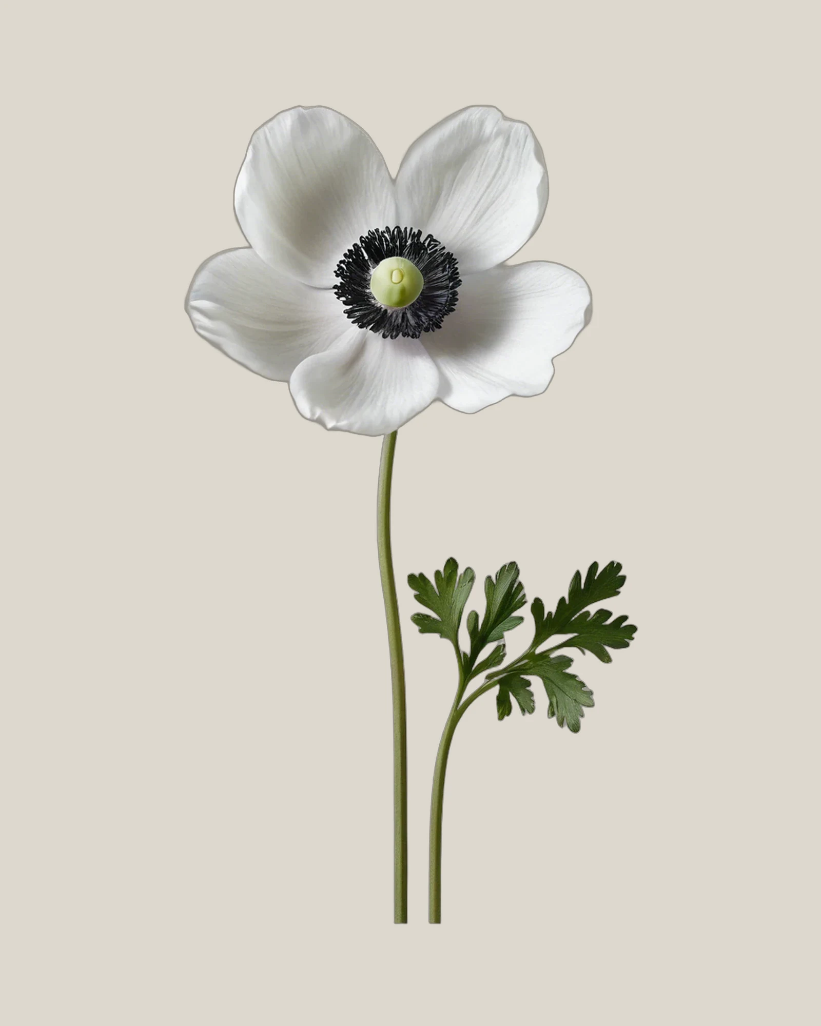 Anemone Weiß – Anemone coronaria, freigestellte botanische Studioaufnahme