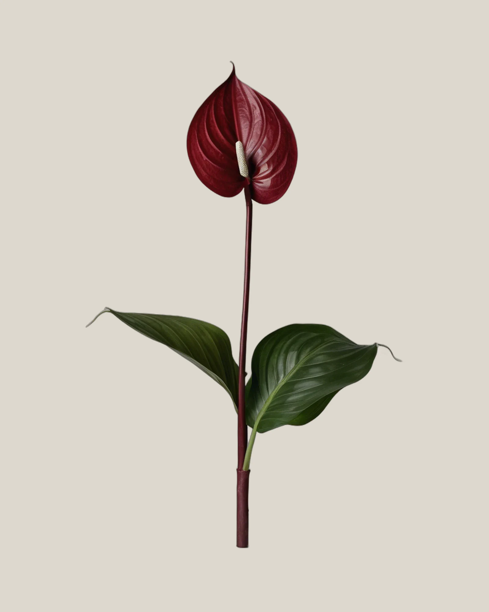 Anthurie Burgundy – Anthurium andraeanum, freigestellte botanische Studioaufnahme