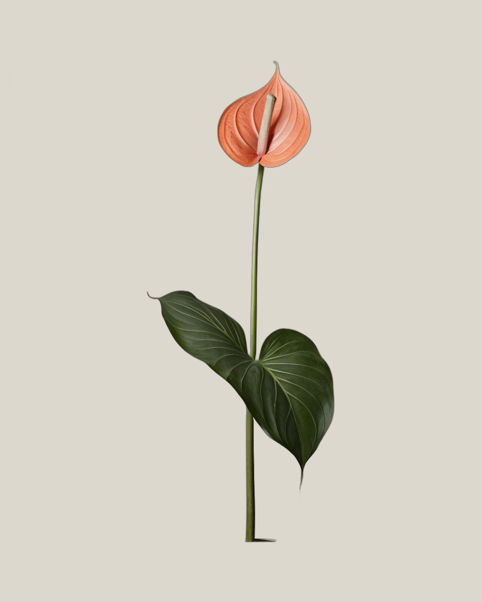 Anthurie Lachs – Anthurium andraeanum, freigestellte botanische Studioaufnahme