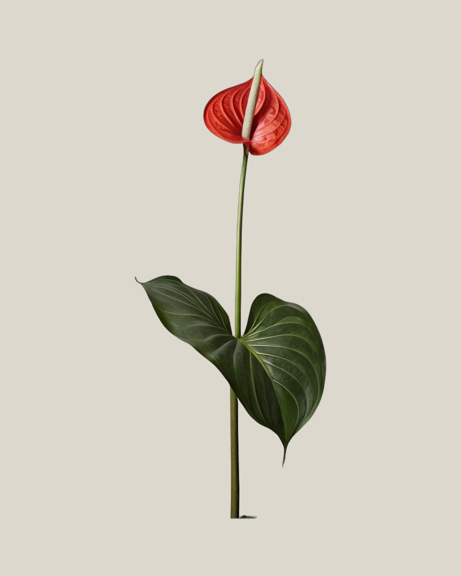 Anthurie Rot – Anthurium andraeanum, freigestellte botanische Studioaufnahme