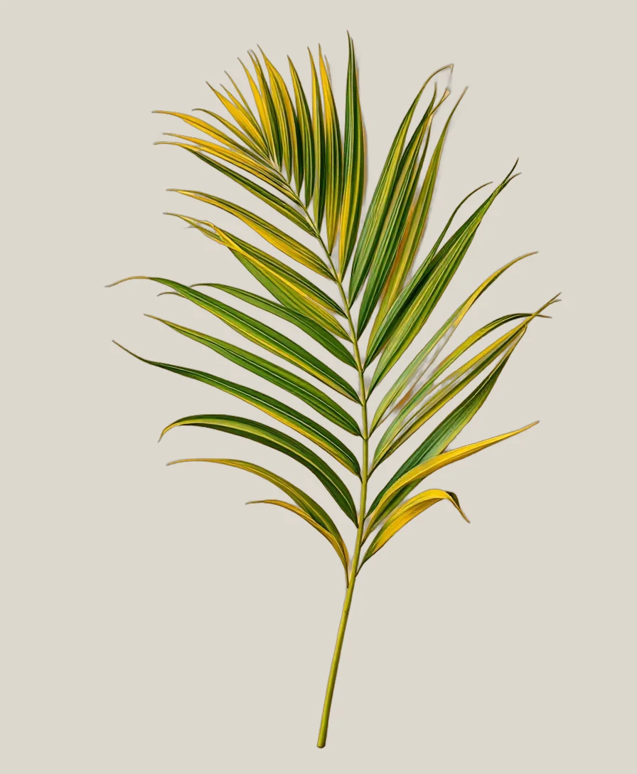 Areca-Palme – Dypsis lutescens, freigestellte botanische Studioaufnahme