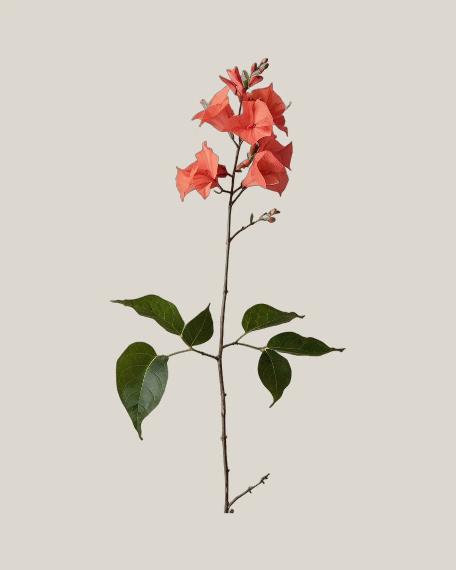 Bougainvillea Orange – Bougainvillea, freigestellte botanische Studioaufnahme