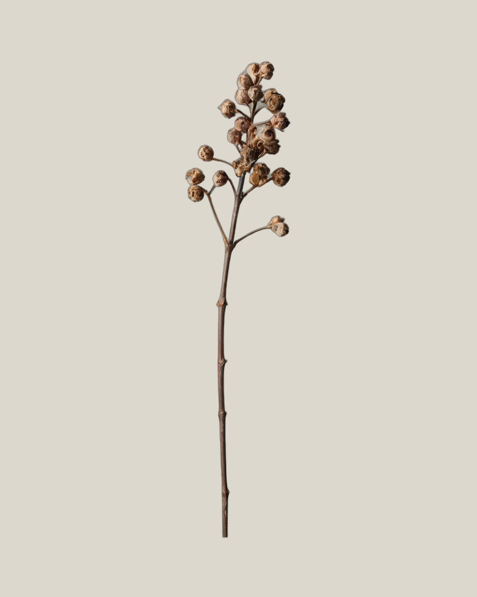 Brunia getrocknet – Brunia albiflora, freigestellte botanische Studioaufnahme
