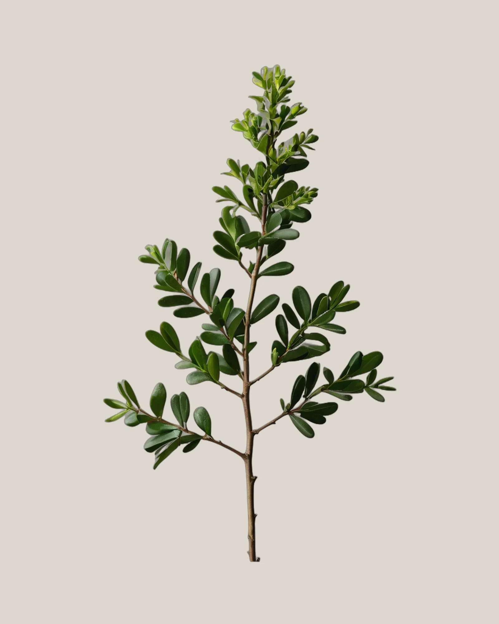 Buchsbaum – Buxus sempervirens, freigestellte botanische Studioaufnahme