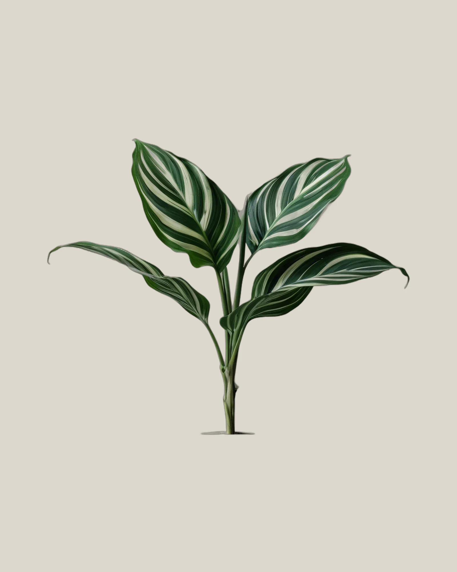 Calathea-Blatt – Calathea, freigestellte botanische Studioaufnahme