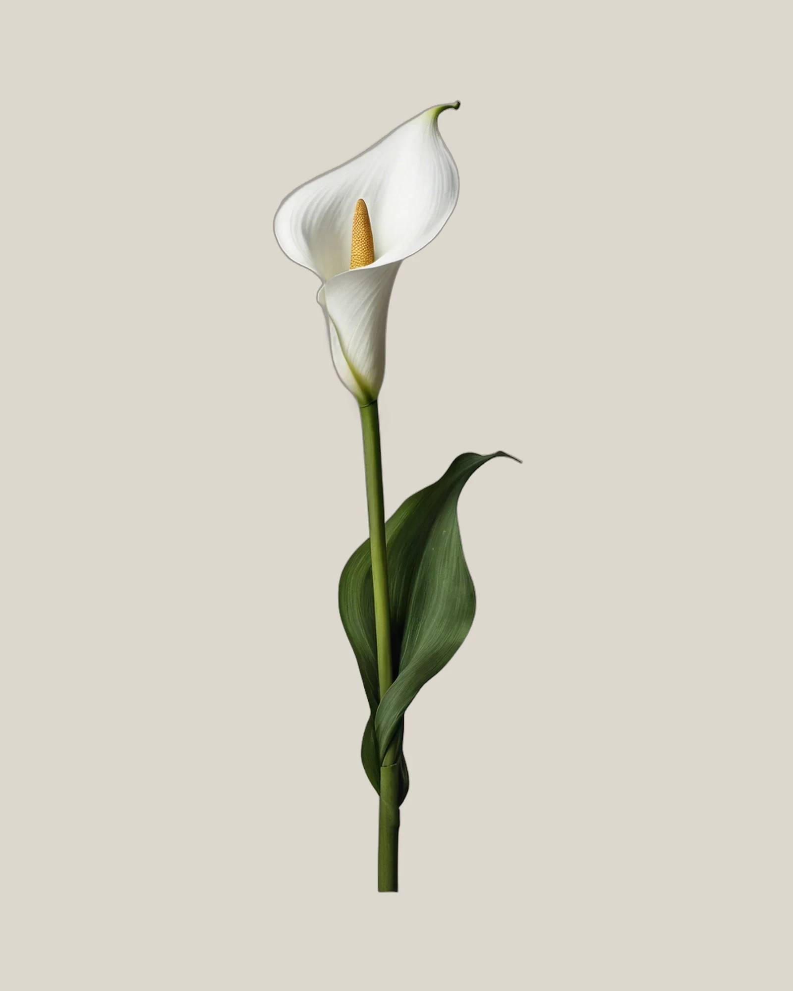 Calla Weiß – Zantedeschia aethiopica, freigestellte botanische Studioaufnahme