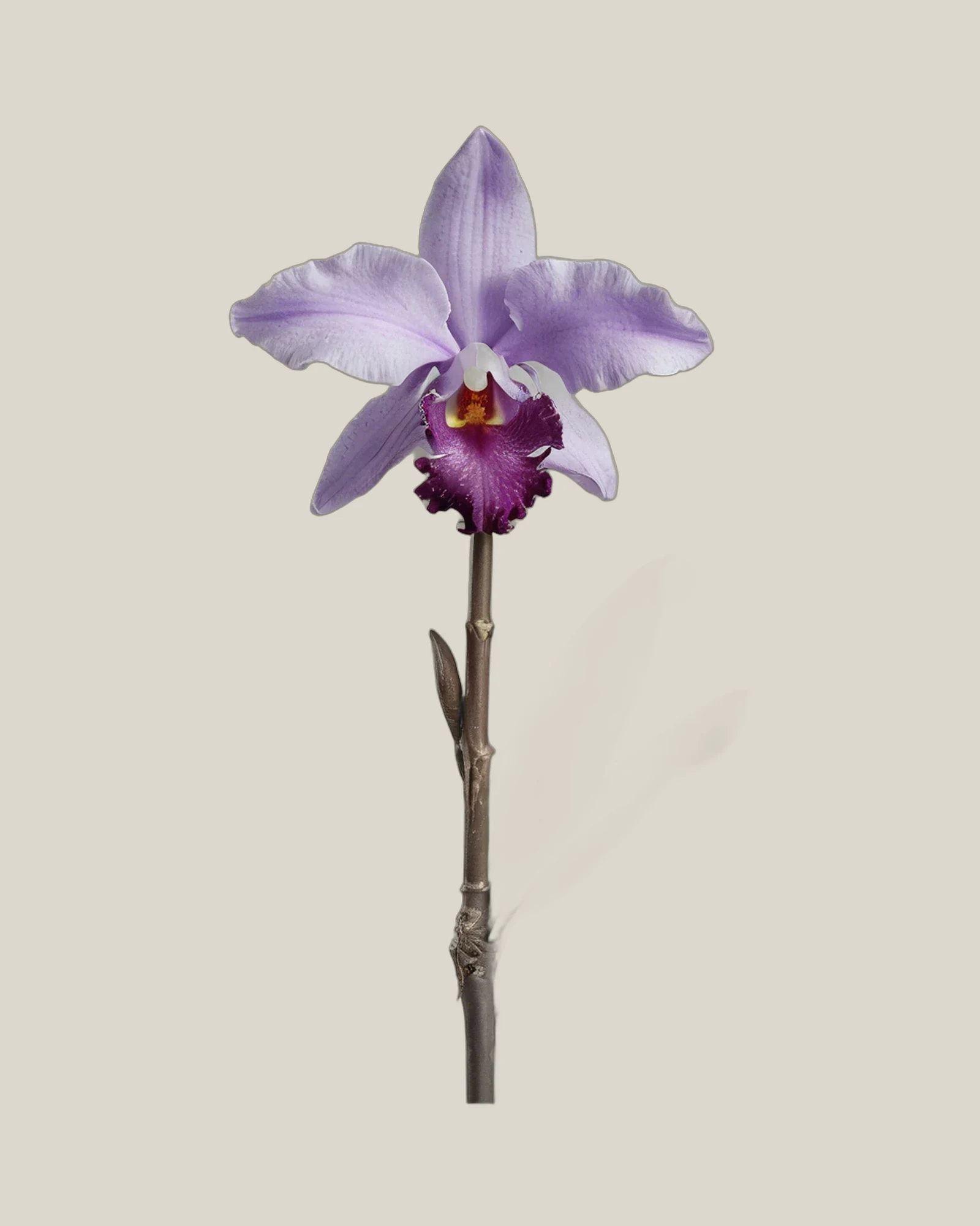 Cattleya Lavendel – Cattleya, freigestellte botanische Studioaufnahme