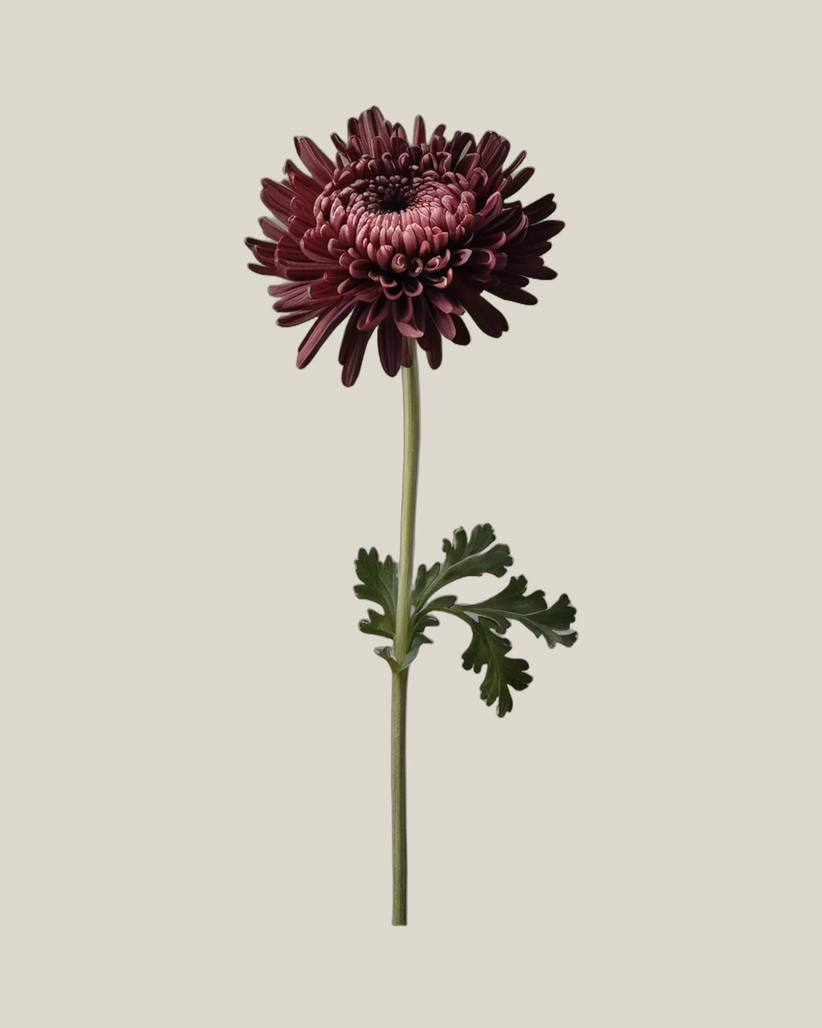 Chrysantheme Burgundy – Chrysanthemum, freigestellte botanische Studioaufnahme
