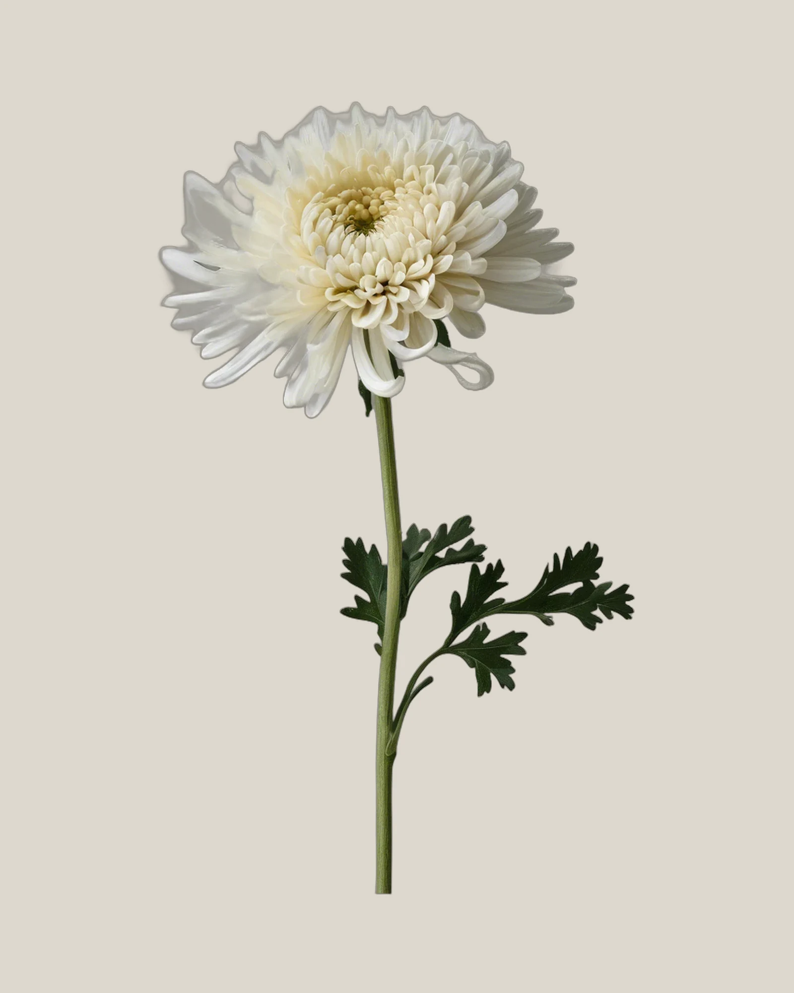 Chrysantheme Creme – Chrysanthemum, freigestellte botanische Studioaufnahme