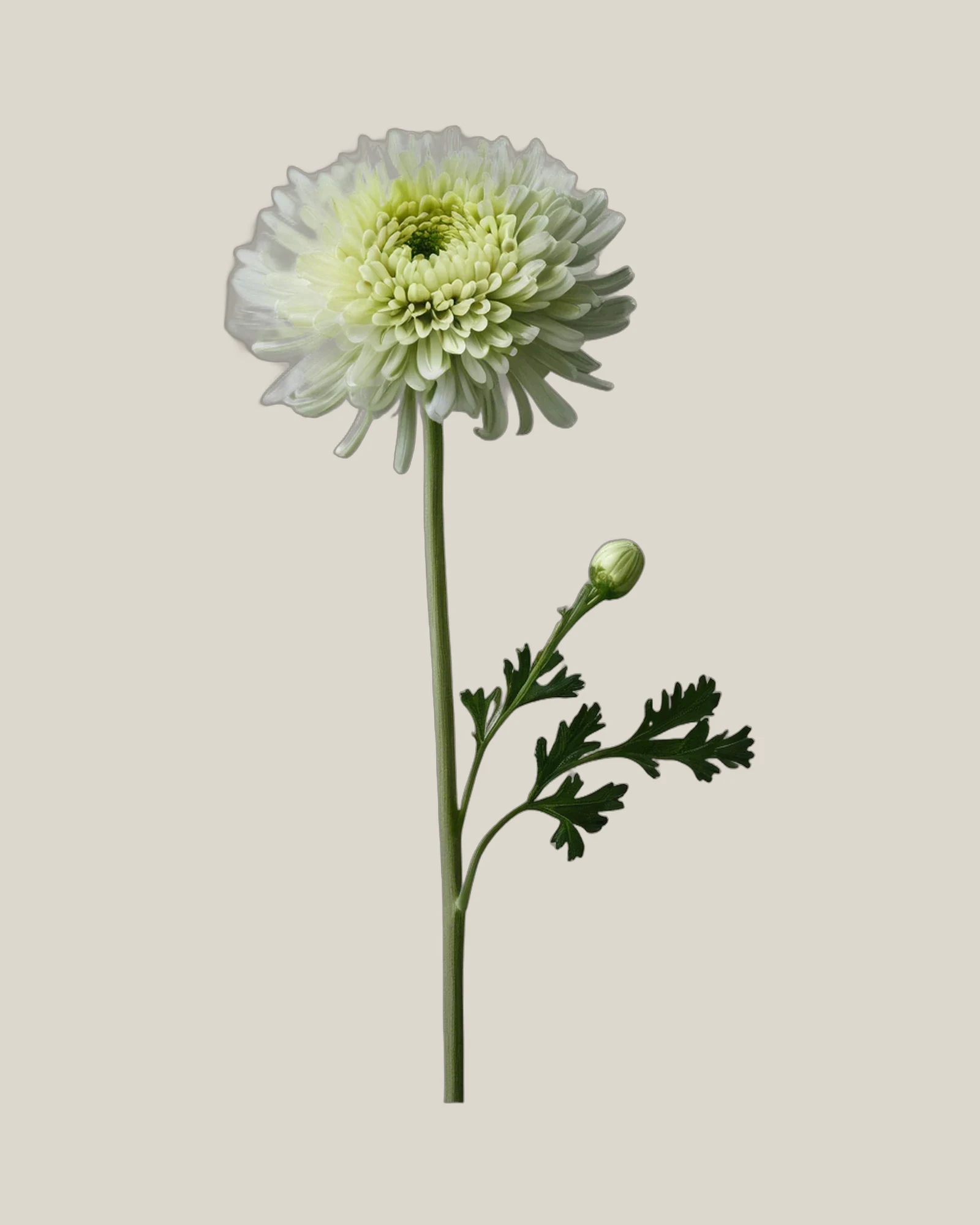 Chrysantheme Grün – Chrysanthemum, freigestellte botanische Studioaufnahme