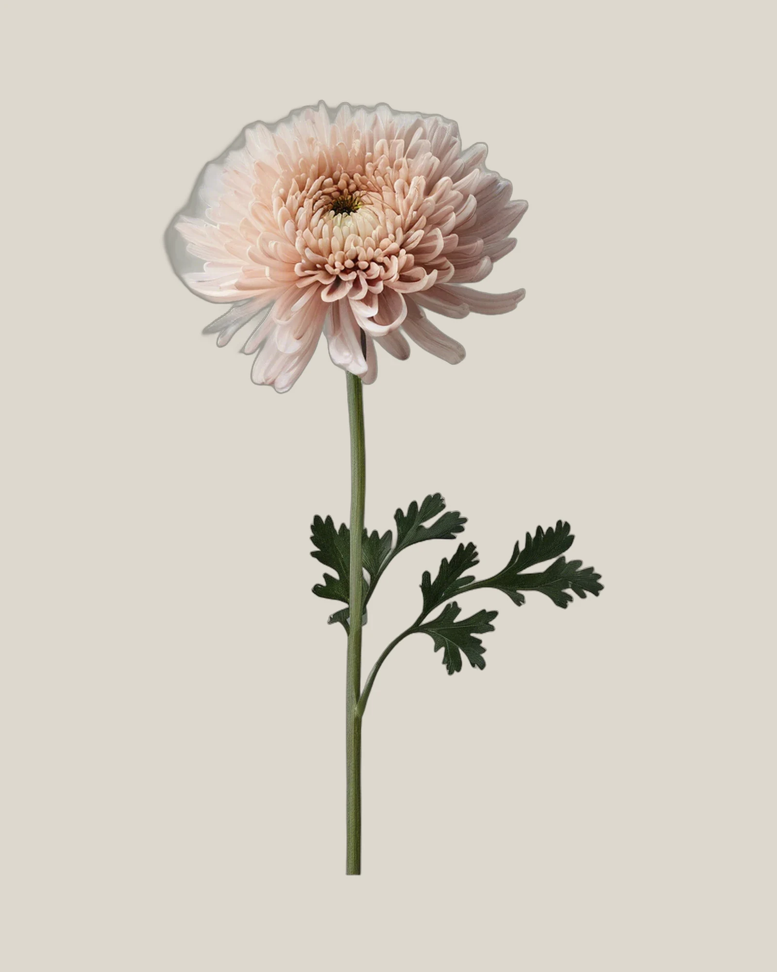 Chrysantheme Pink – Chrysanthemum, freigestellte botanische Studioaufnahme