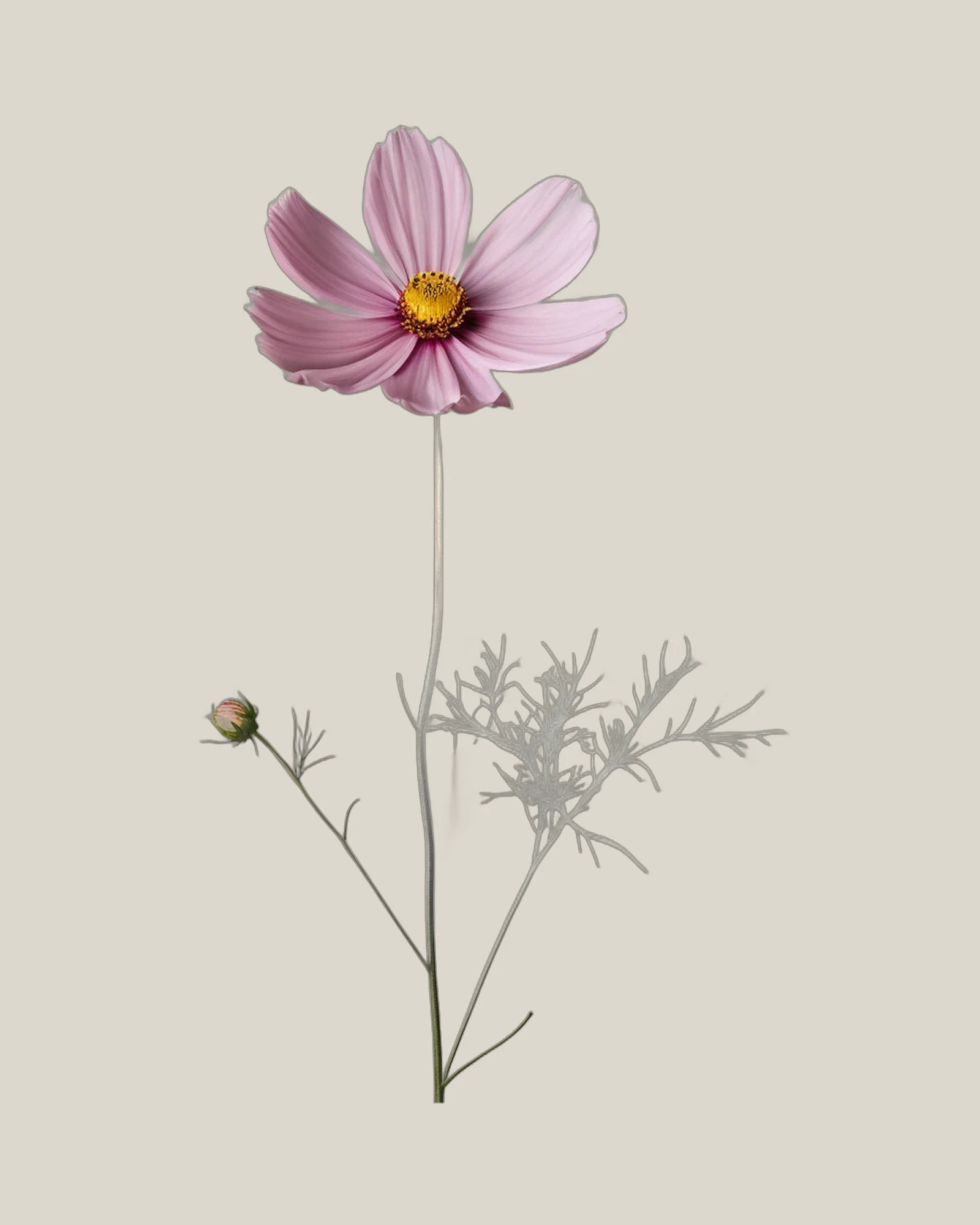 Cosmos – Cosmos bipinnatus, freigestellte botanische Studioaufnahme