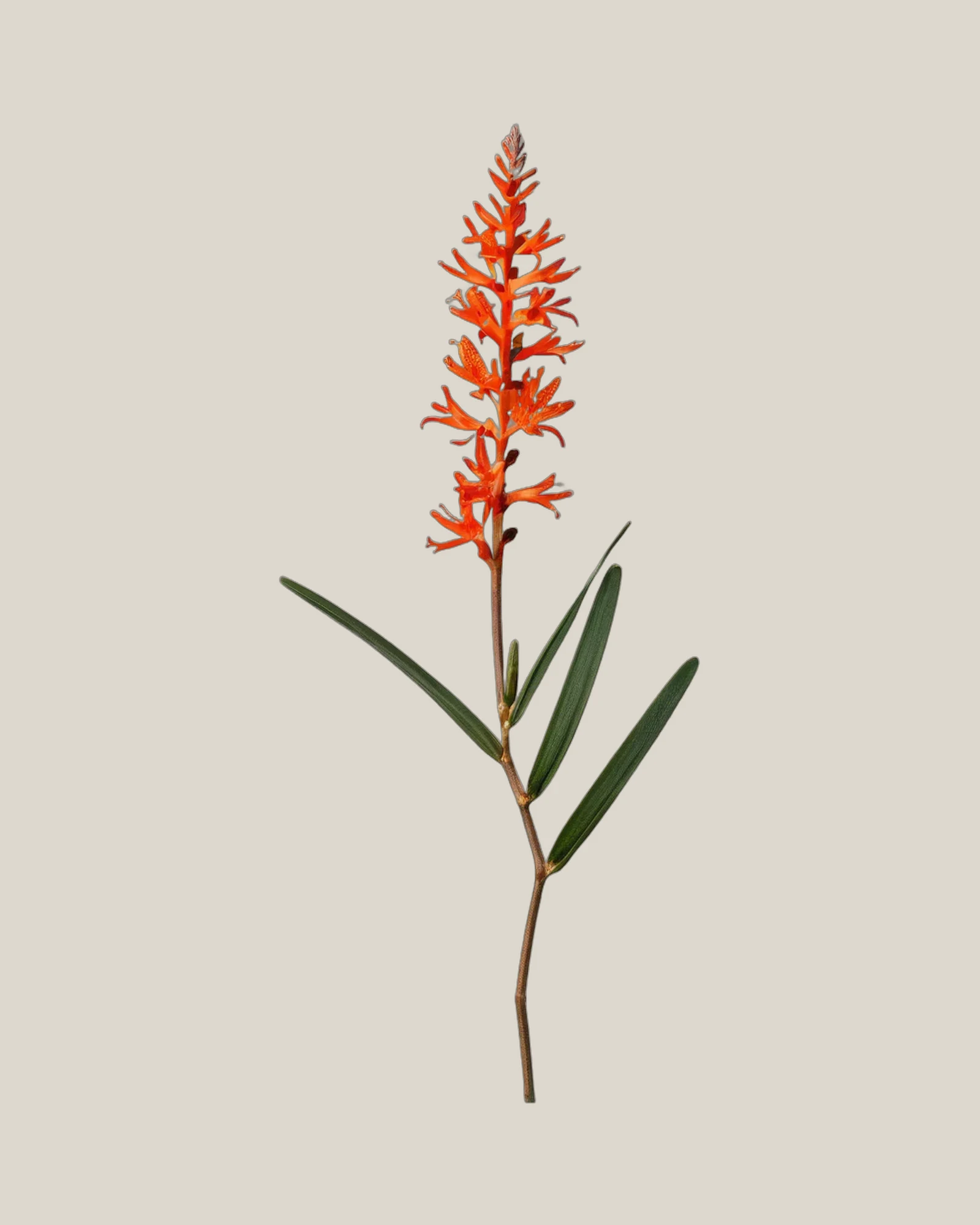 Montbretie – Crocosmia, freigestellte botanische Studioaufnahme