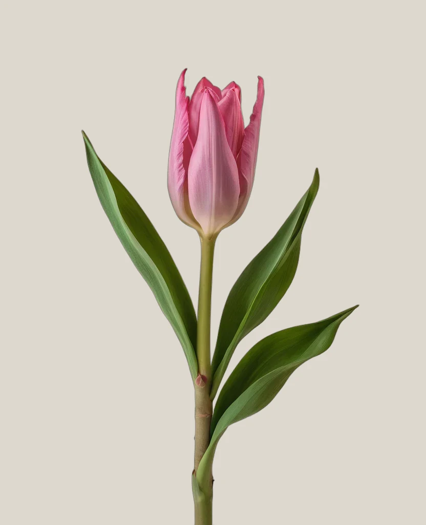 Curcuma Pink – Curcuma alismatifolia, freigestellte botanische Studioaufnahme