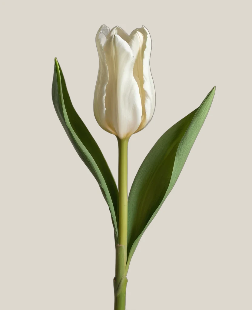 Curcuma Weiß – Curcuma alismatifolia, freigestellte botanische Studioaufnahme