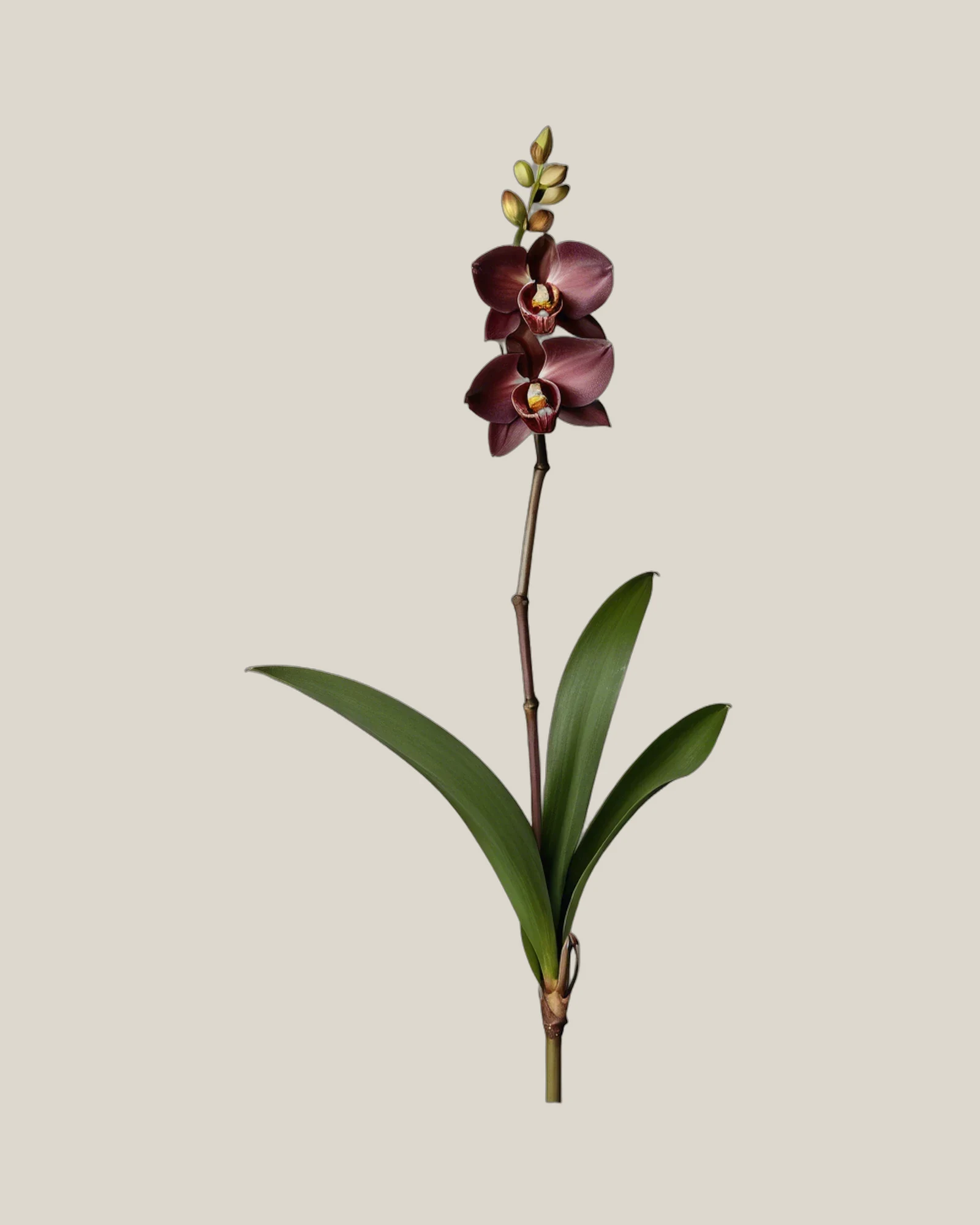 Cymbidium Schoko – Cymbidium, freigestellte botanische Studioaufnahme