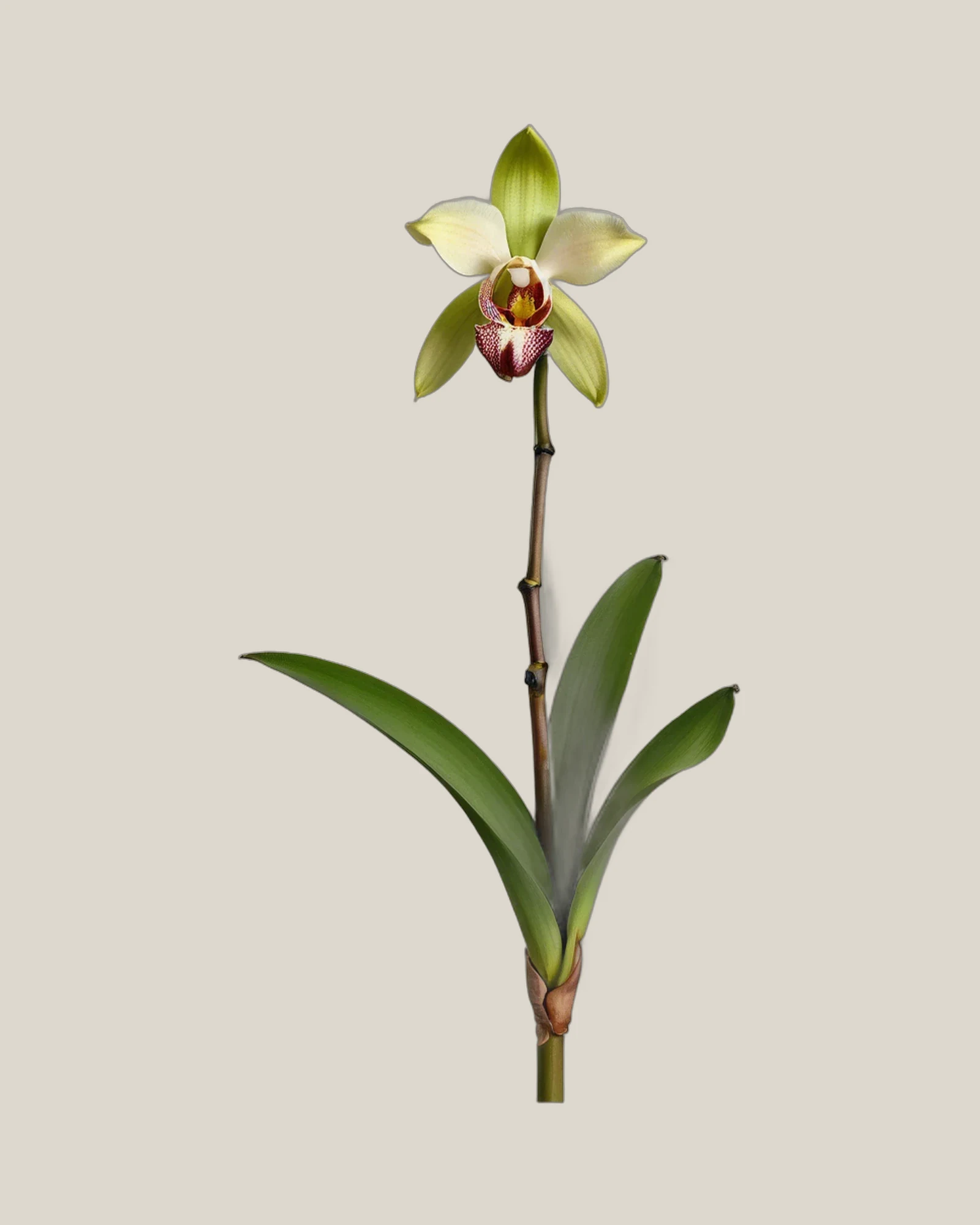 Cymbidium Grün – Cymbidium, freigestellte botanische Studioaufnahme