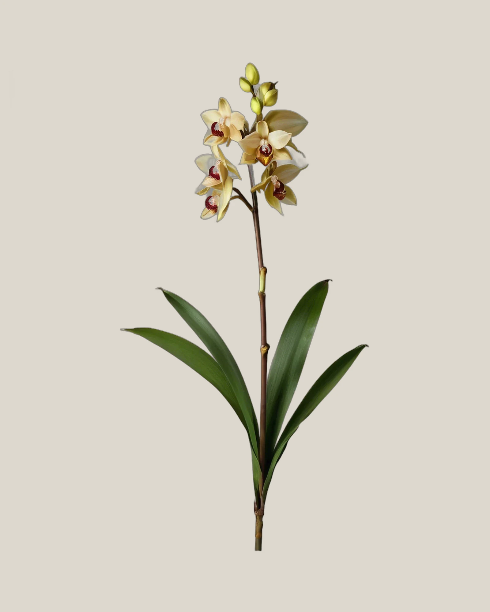 Cymbidium Orchidee – Cymbidium, freigestellte botanische Studioaufnahme