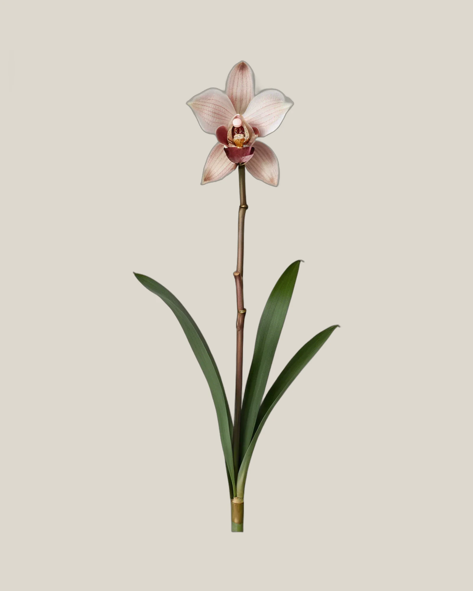 Cymbidium Pink – Cymbidium, freigestellte botanische Studioaufnahme