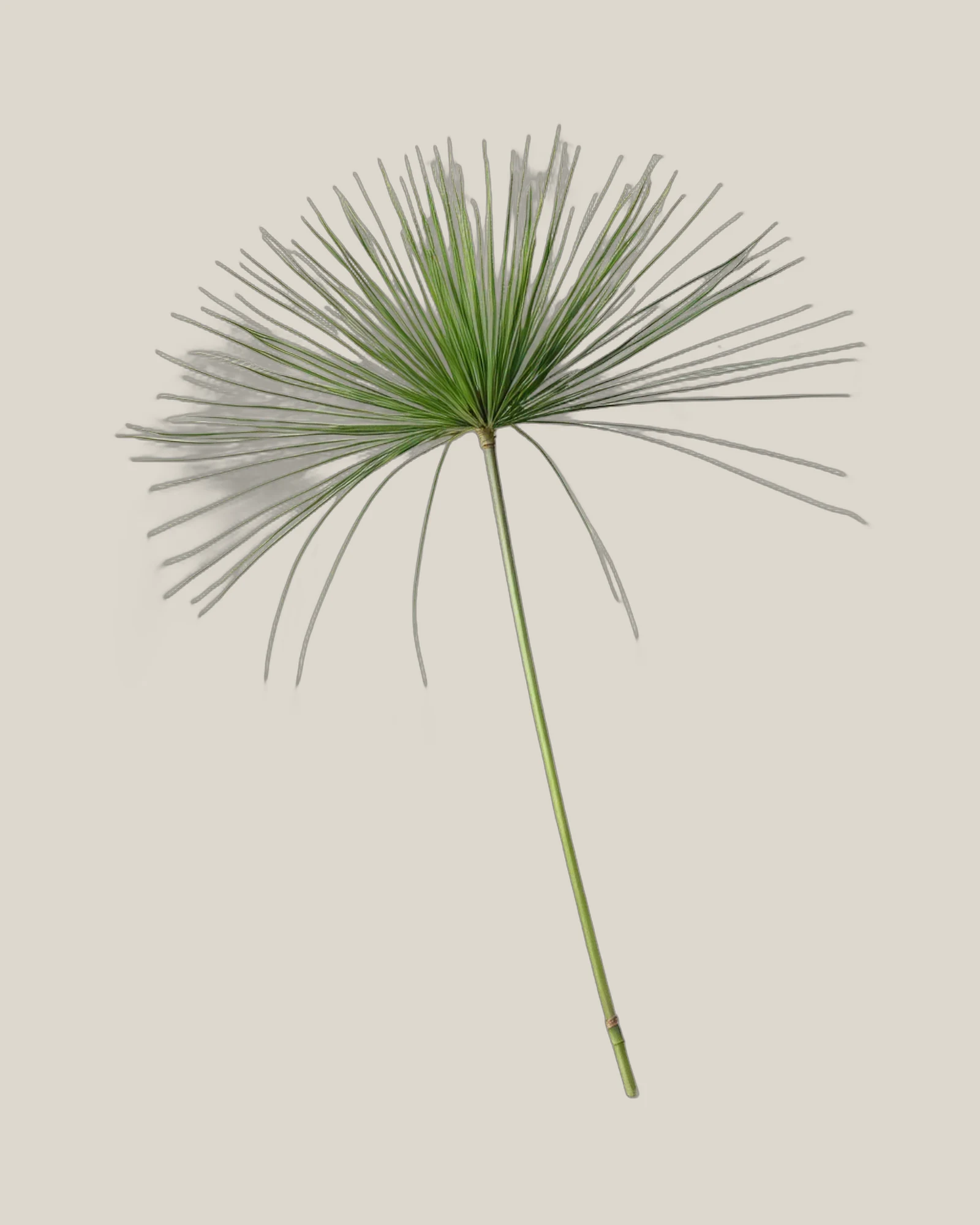 Zyperngras – Cyperus, freigestellte botanische Studioaufnahme