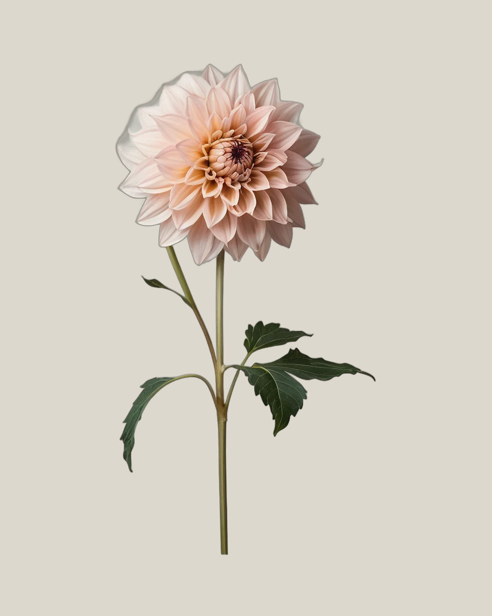Dahlie Blush – Dahlia pinnata, freigestellte botanische Studioaufnahme