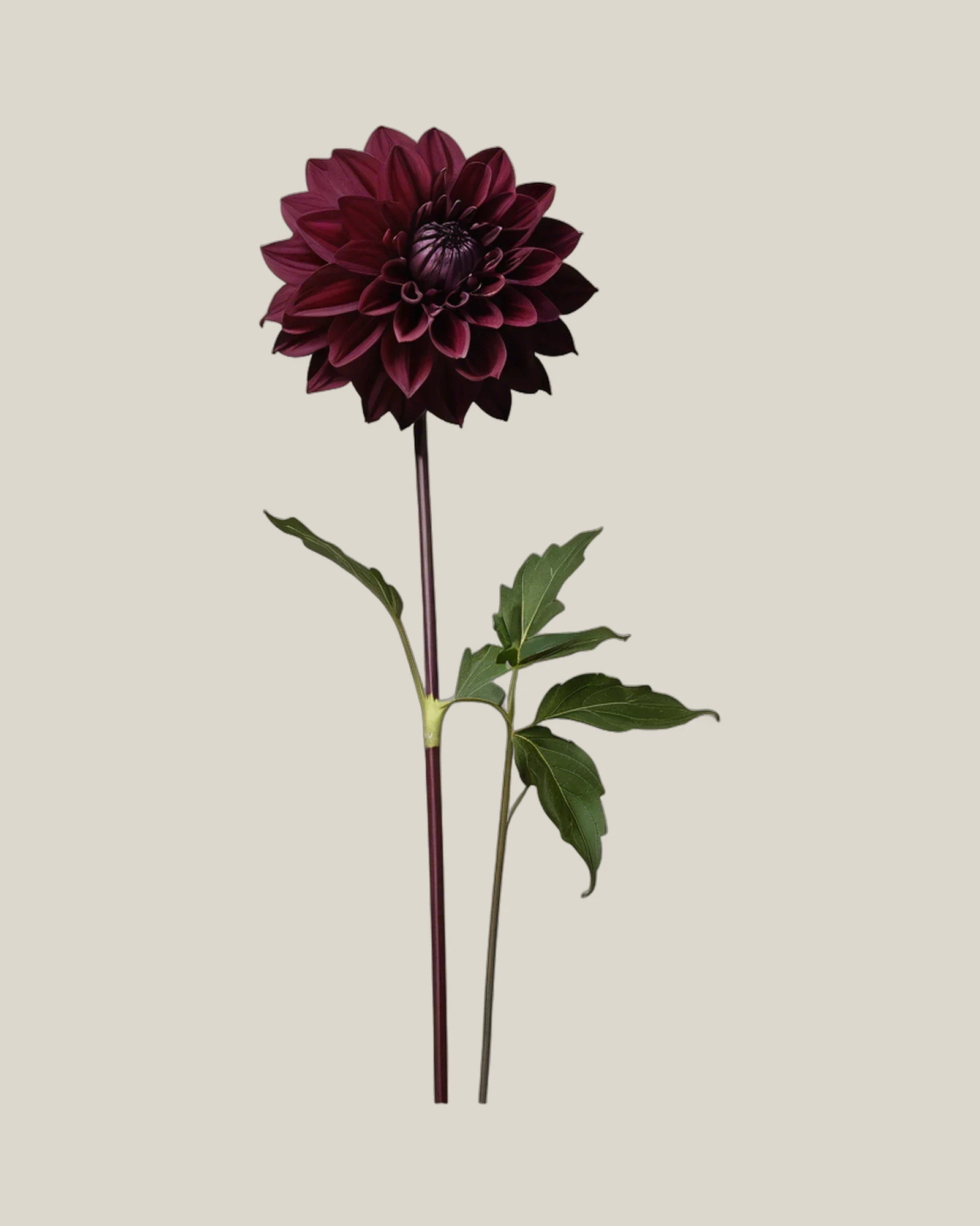 Dahlie Burgundy – Dahlia pinnata, freigestellte botanische Studioaufnahme