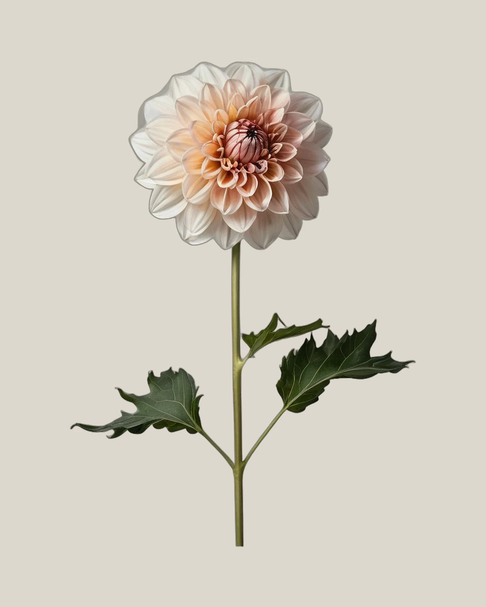 Dahlie Café au Lait – Dahlia pinnata, freigestellte botanische Studioaufnahme