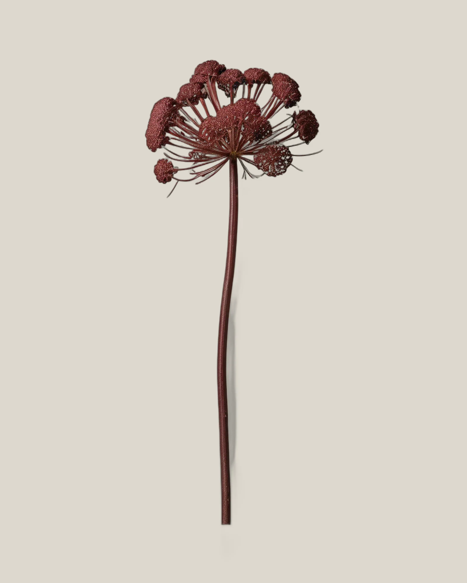 Spitzdolde – Daucus carota, freigestellte botanische Studioaufnahme