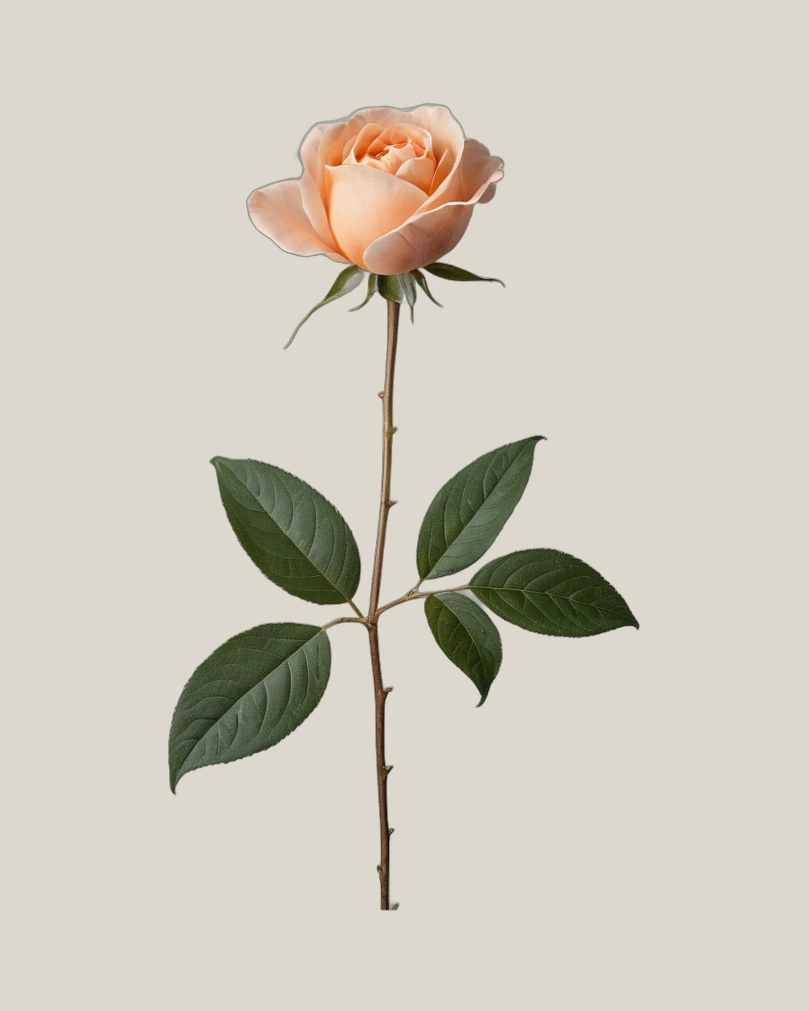 David Austin Beatrice – Rosa hybrida, freigestellte botanische Studioaufnahme