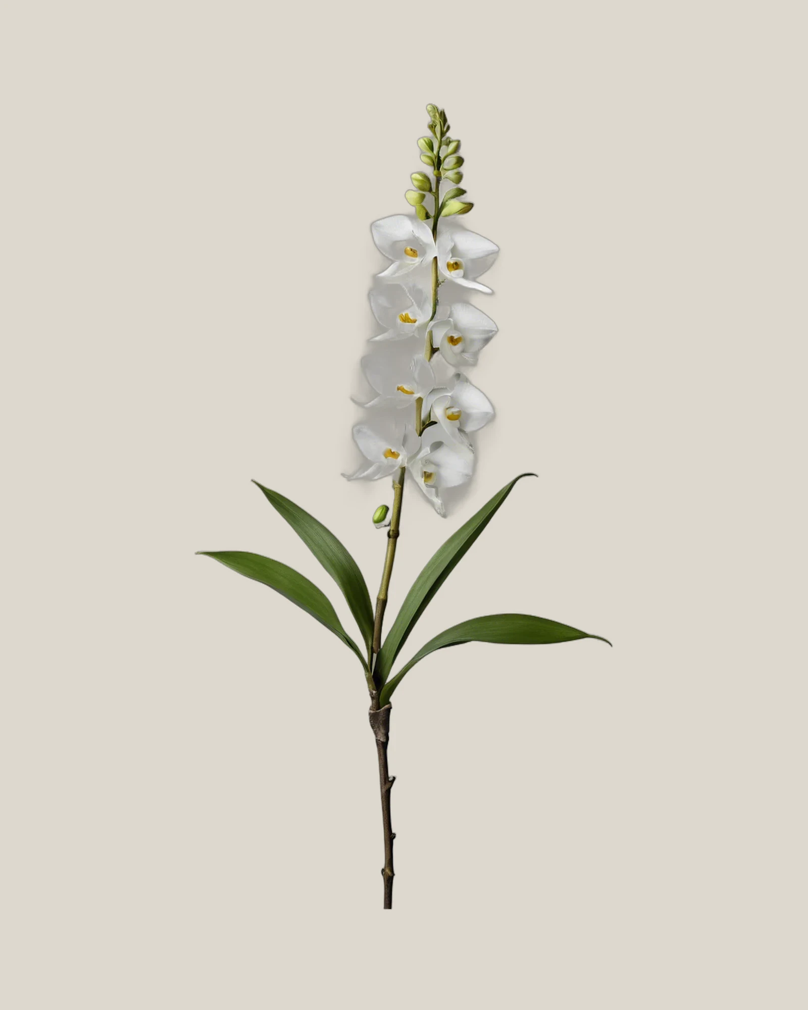 Dendrobium Weiß – Dendrobium, freigestellte botanische Studioaufnahme