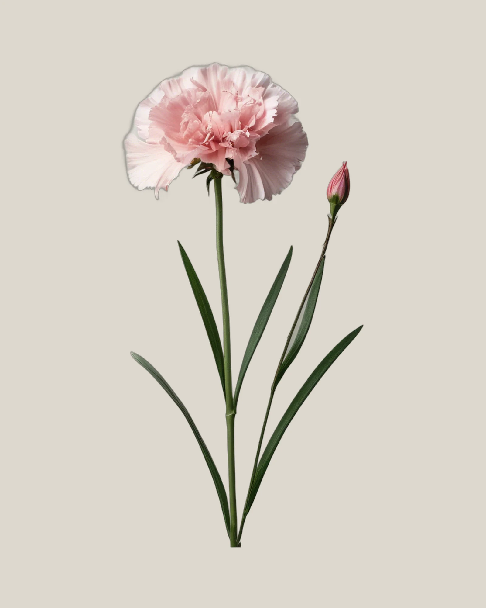 Dianthus Rosa – , freigestellte botanische Studioaufnahme