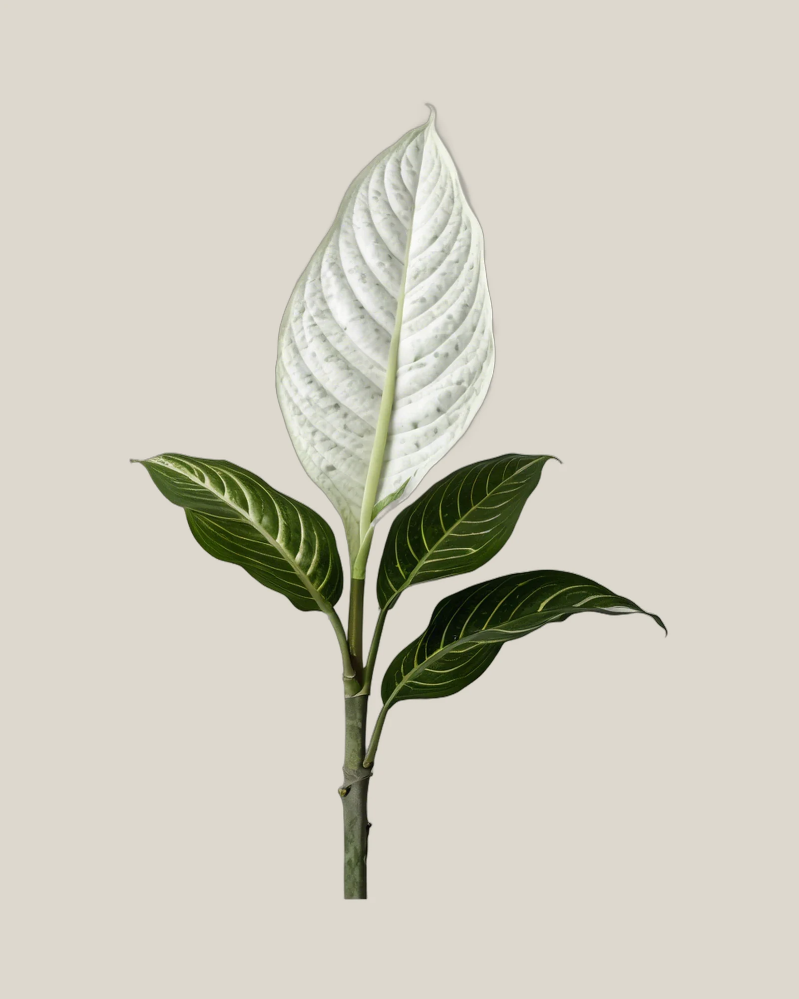 Dieffenbachie – Dieffenbachia, freigestellte botanische Studioaufnahme