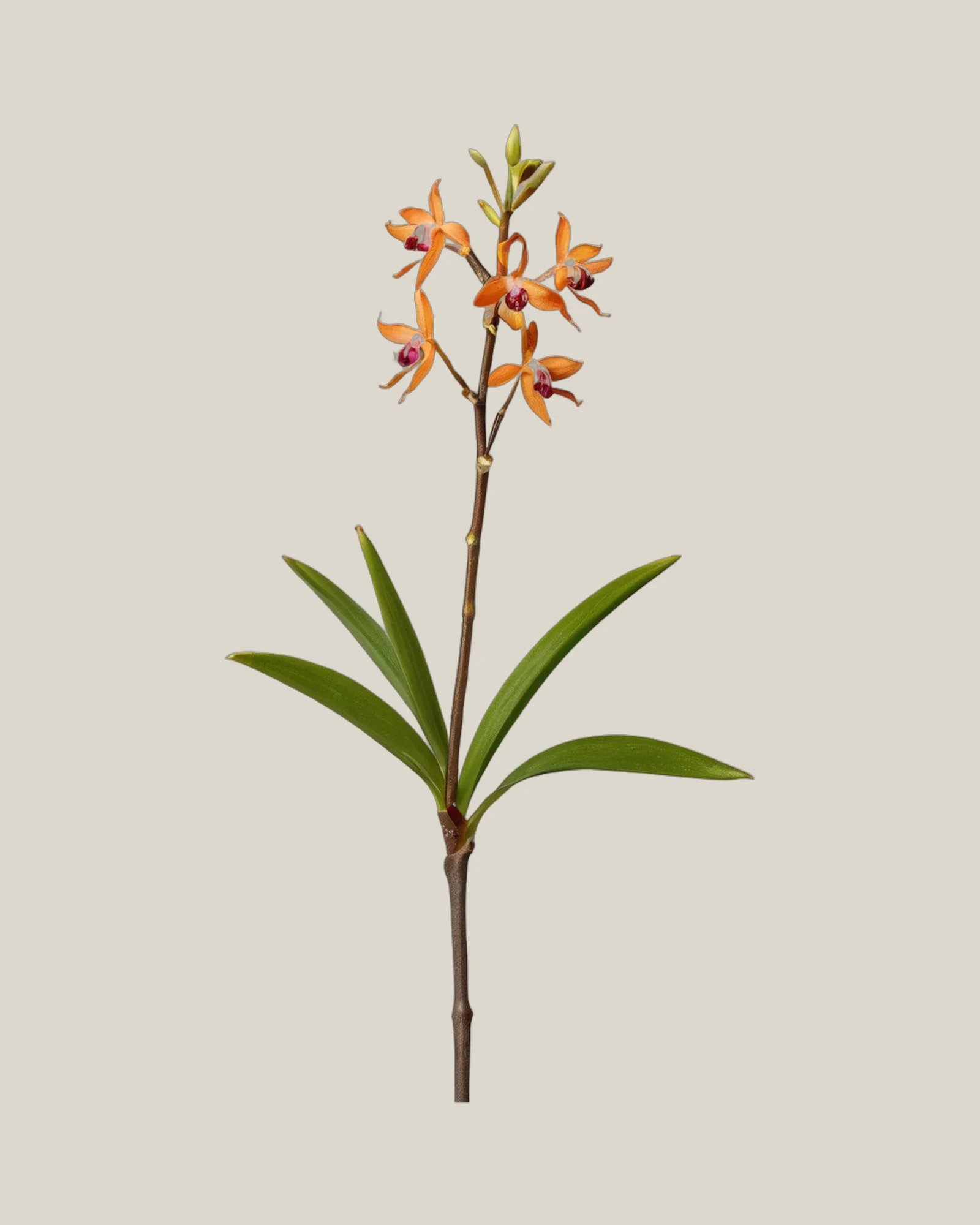 Epidendrum – Epidendrum, freigestellte botanische Studioaufnahme