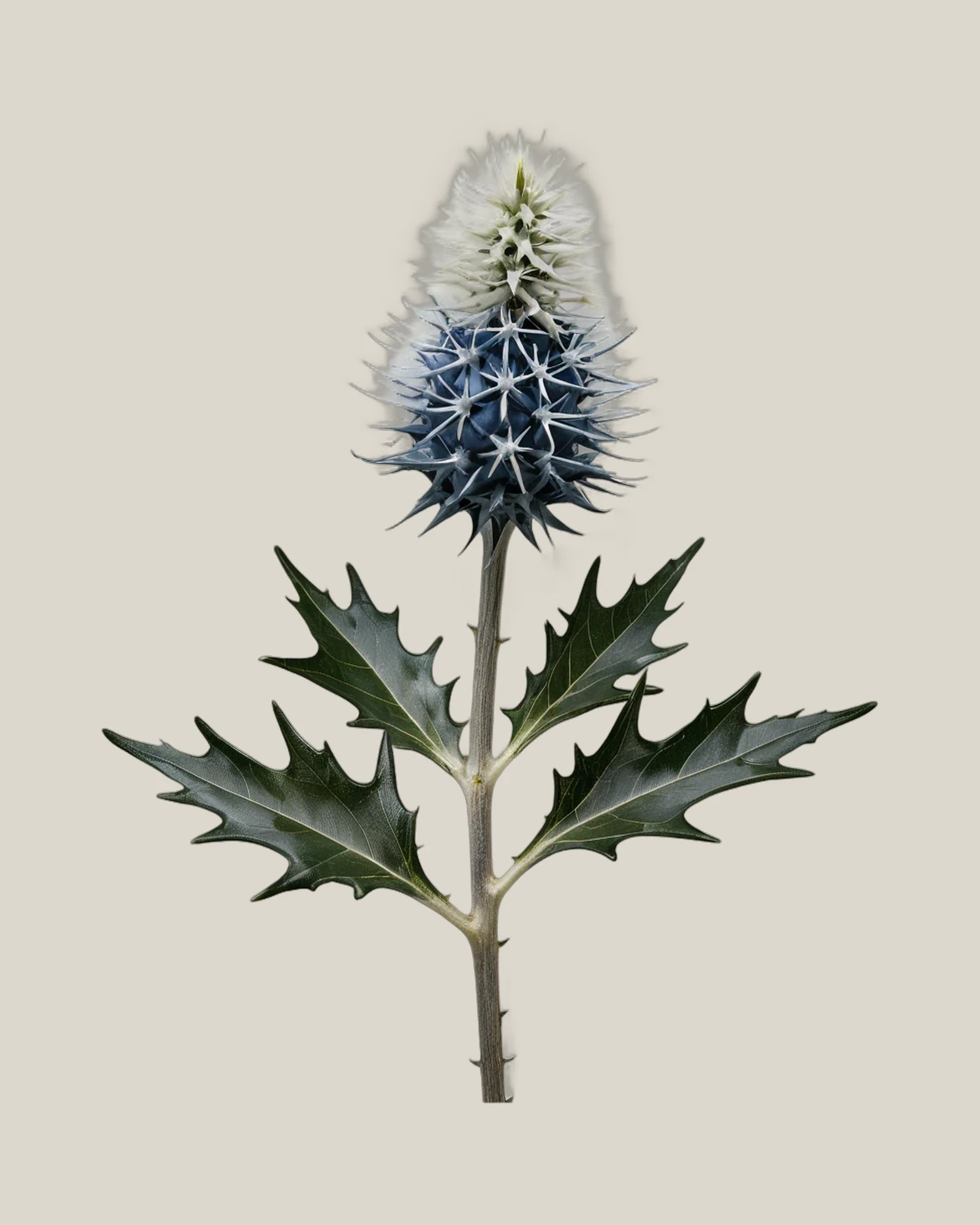 Edeldistel – Eryngium planum, freigestellte botanische Studioaufnahme