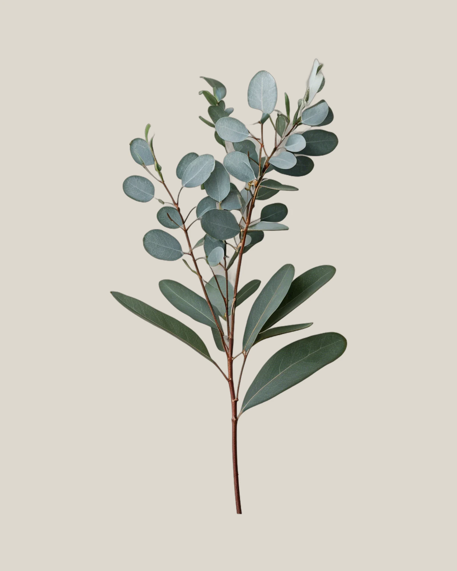 Eukalyptus Baby Blue – Eucalyptus pulverulenta, freigestellte botanische Studioaufnahme