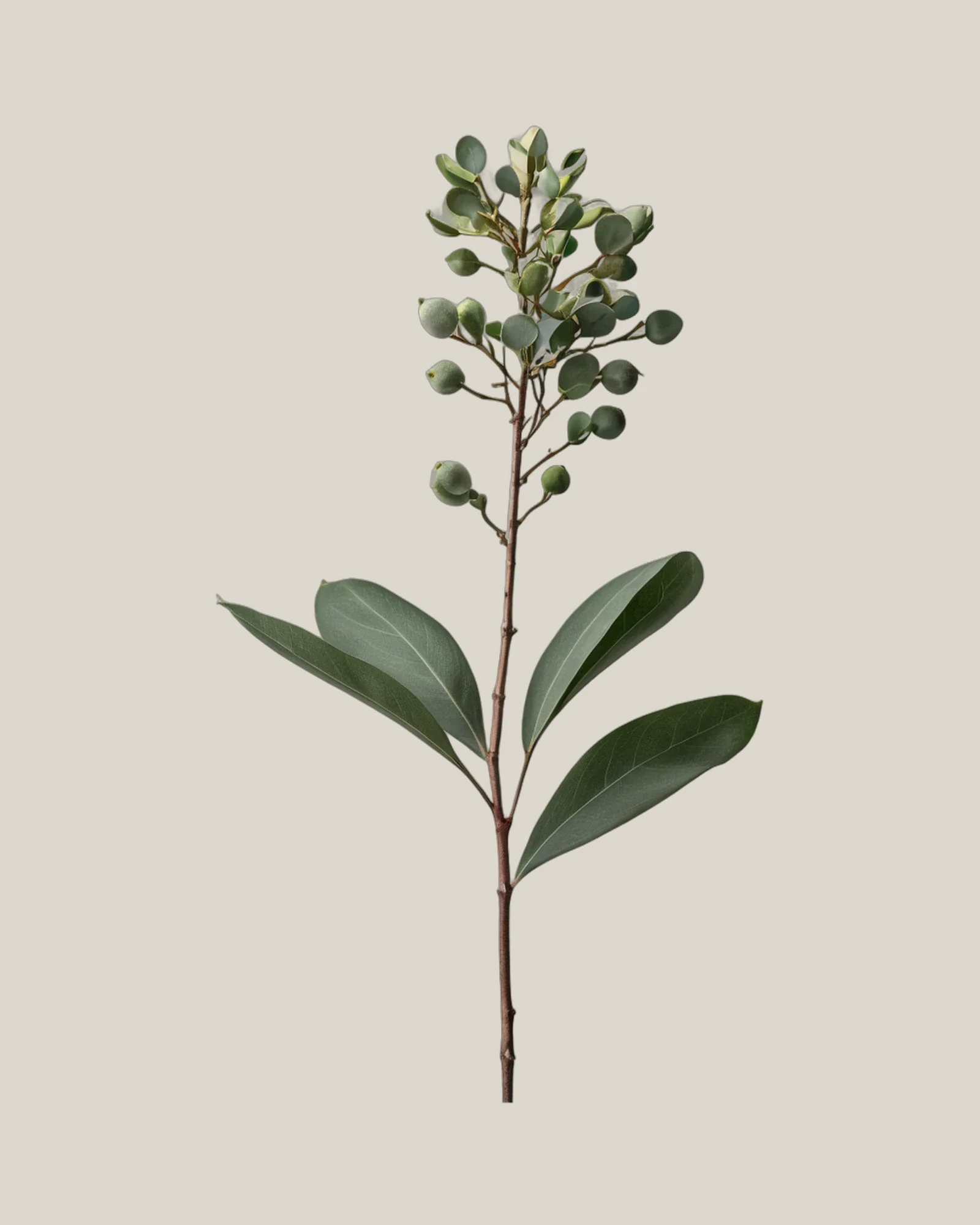 Eukalyptus Frucht – , freigestellte botanische Studioaufnahme