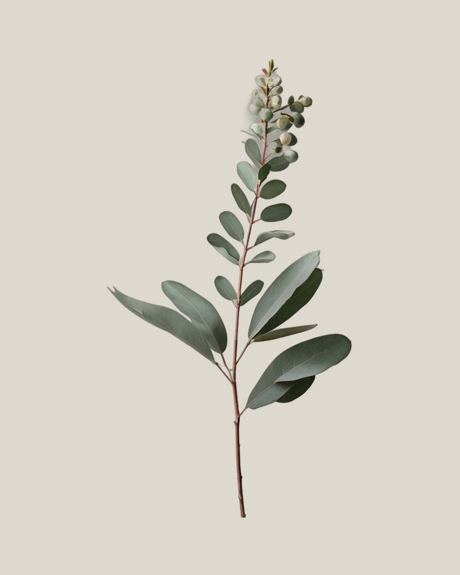 Eukalyptus Gunnii – Eucalyptus gunnii, freigestellte botanische Studioaufnahme