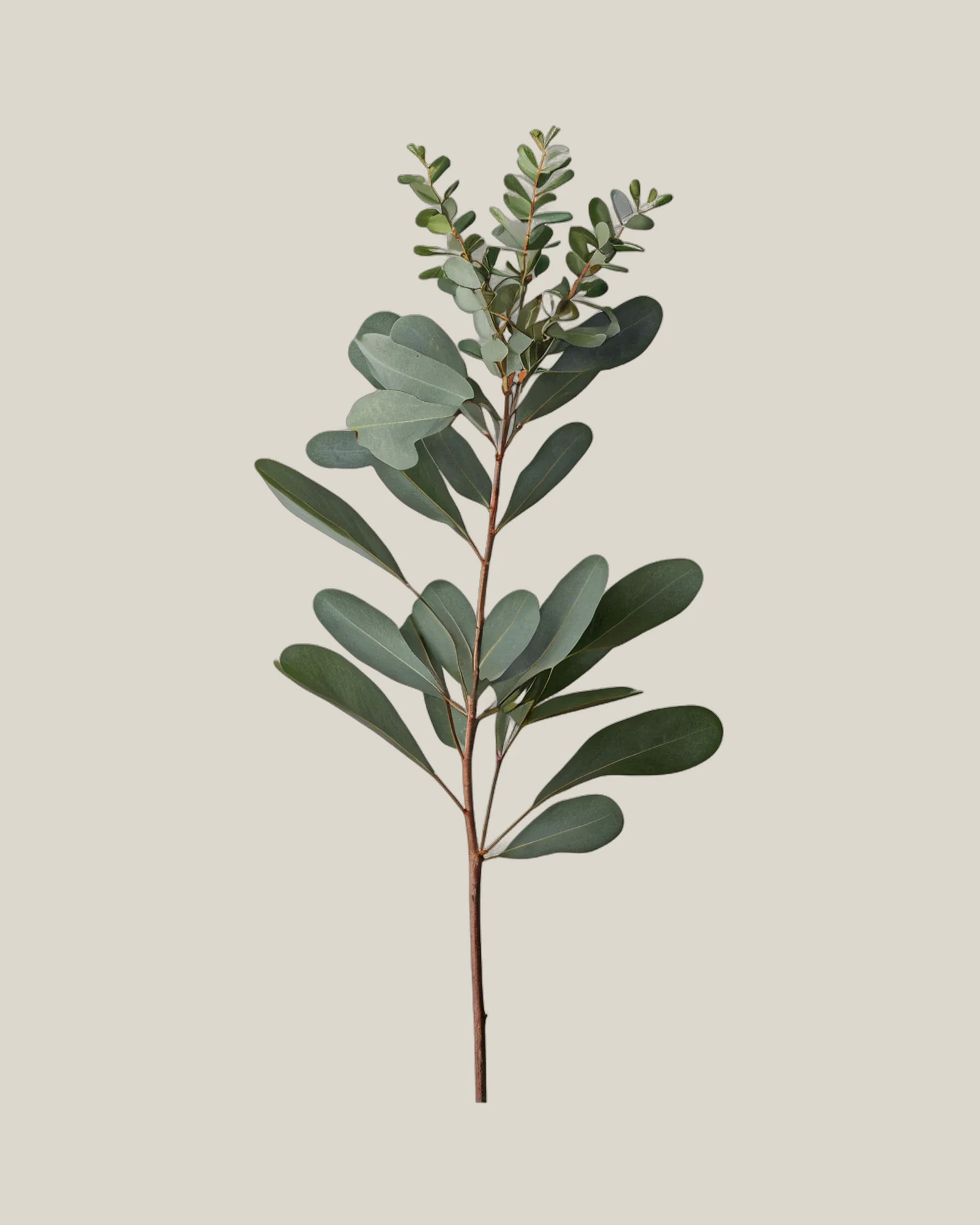 Eukalyptus Parvifolia – Eucalyptus parvifolia, freigestellte botanische Studioaufnahme