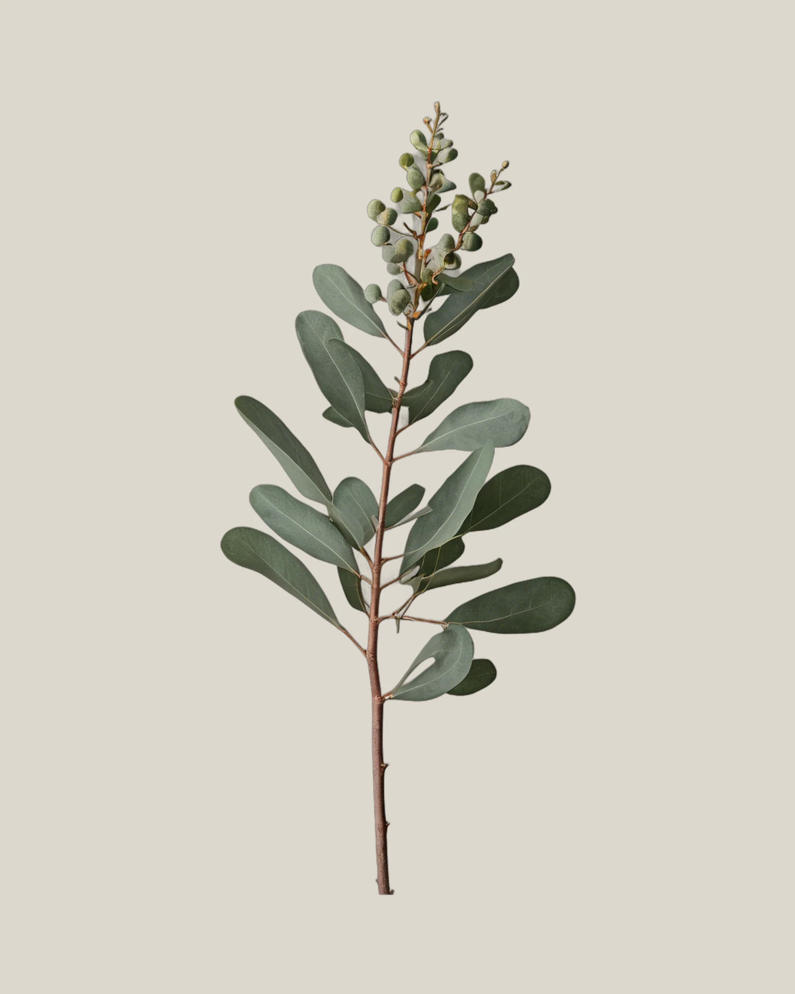 Eukalyptus Populus – Eucalyptus populus, freigestellte botanische Studioaufnahme