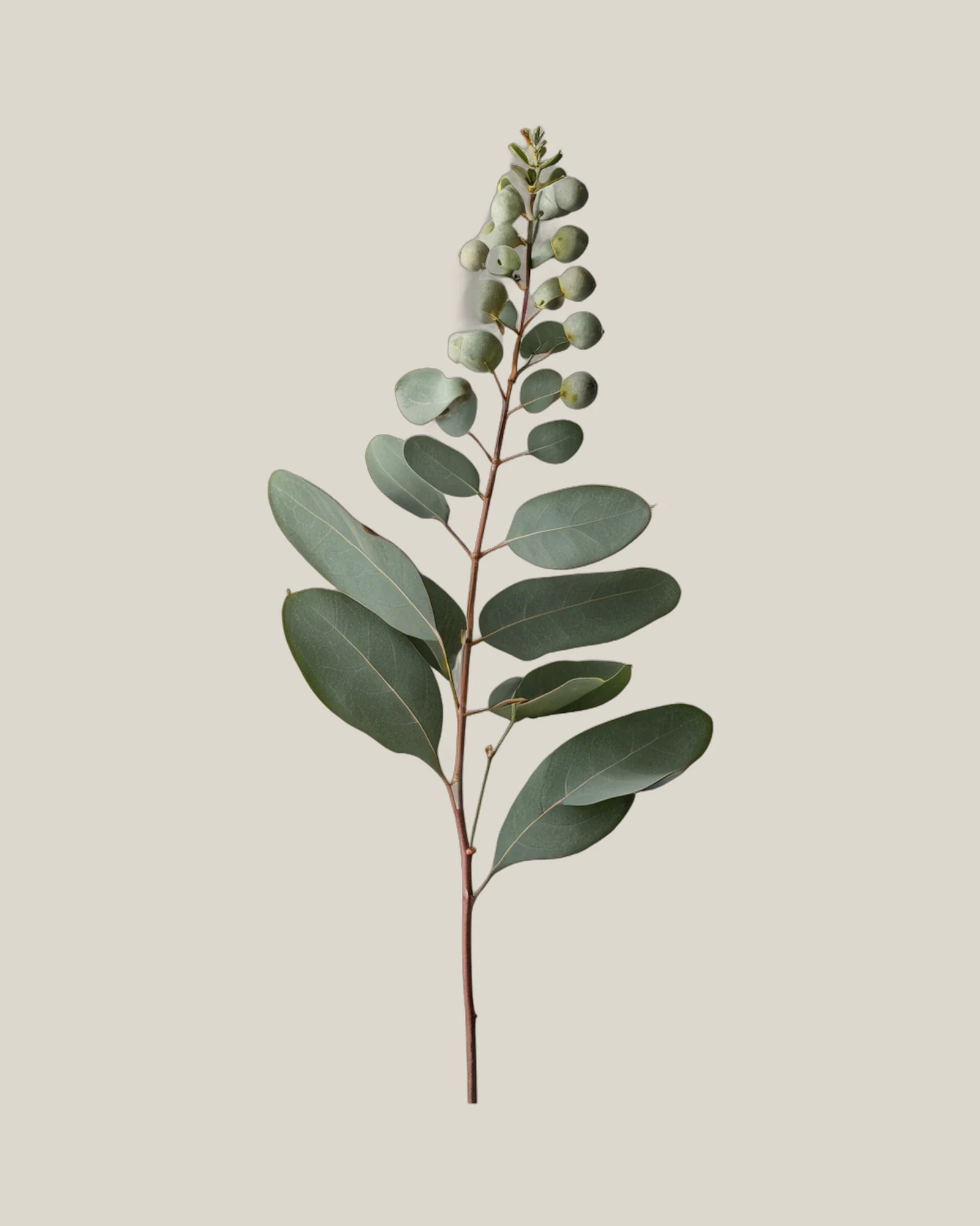 Eukalyptus Samen – Eucalyptus, freigestellte botanische Studioaufnahme