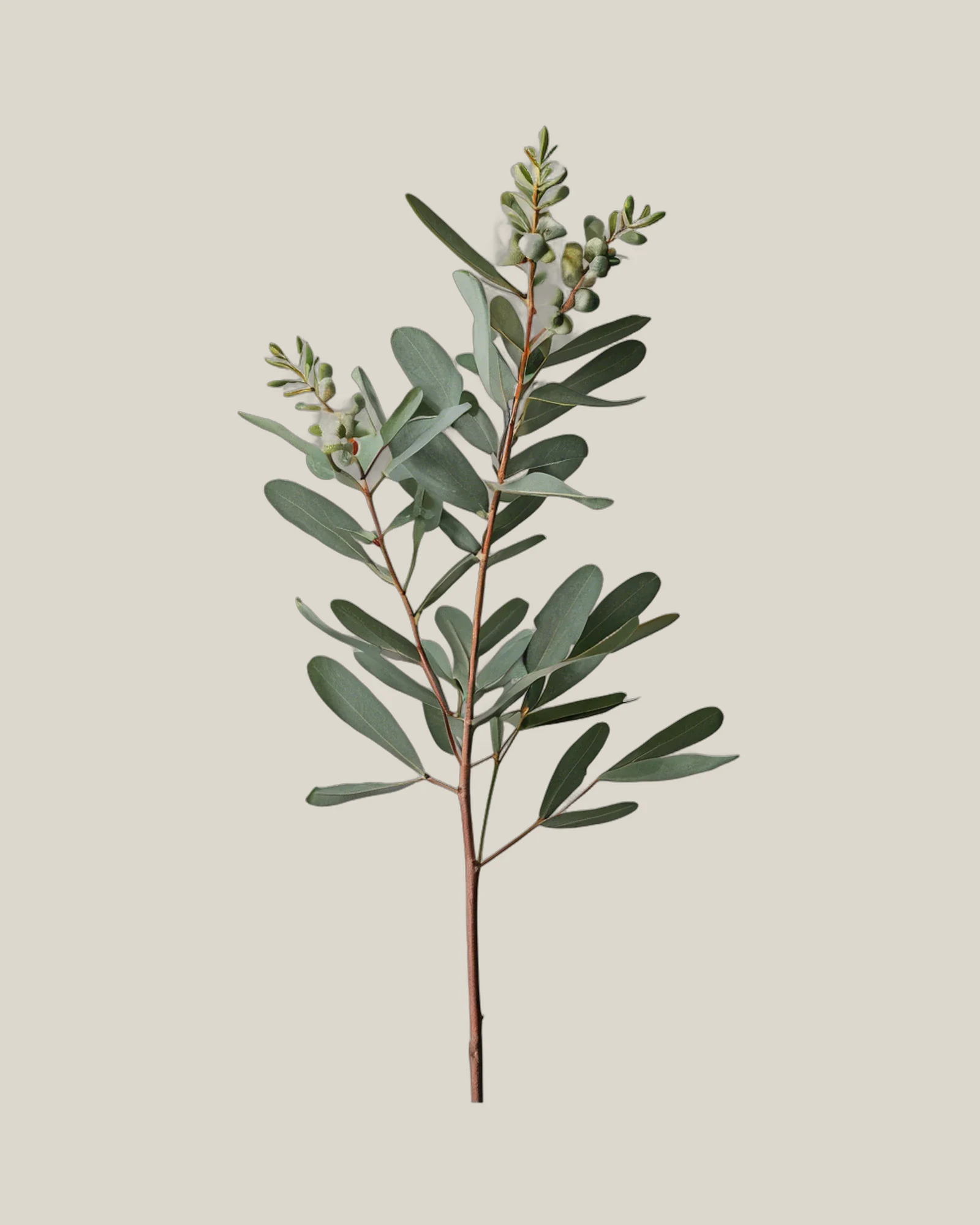 Eukalyptus Willow – Eucalyptus nicholii, freigestellte botanische Studioaufnahme